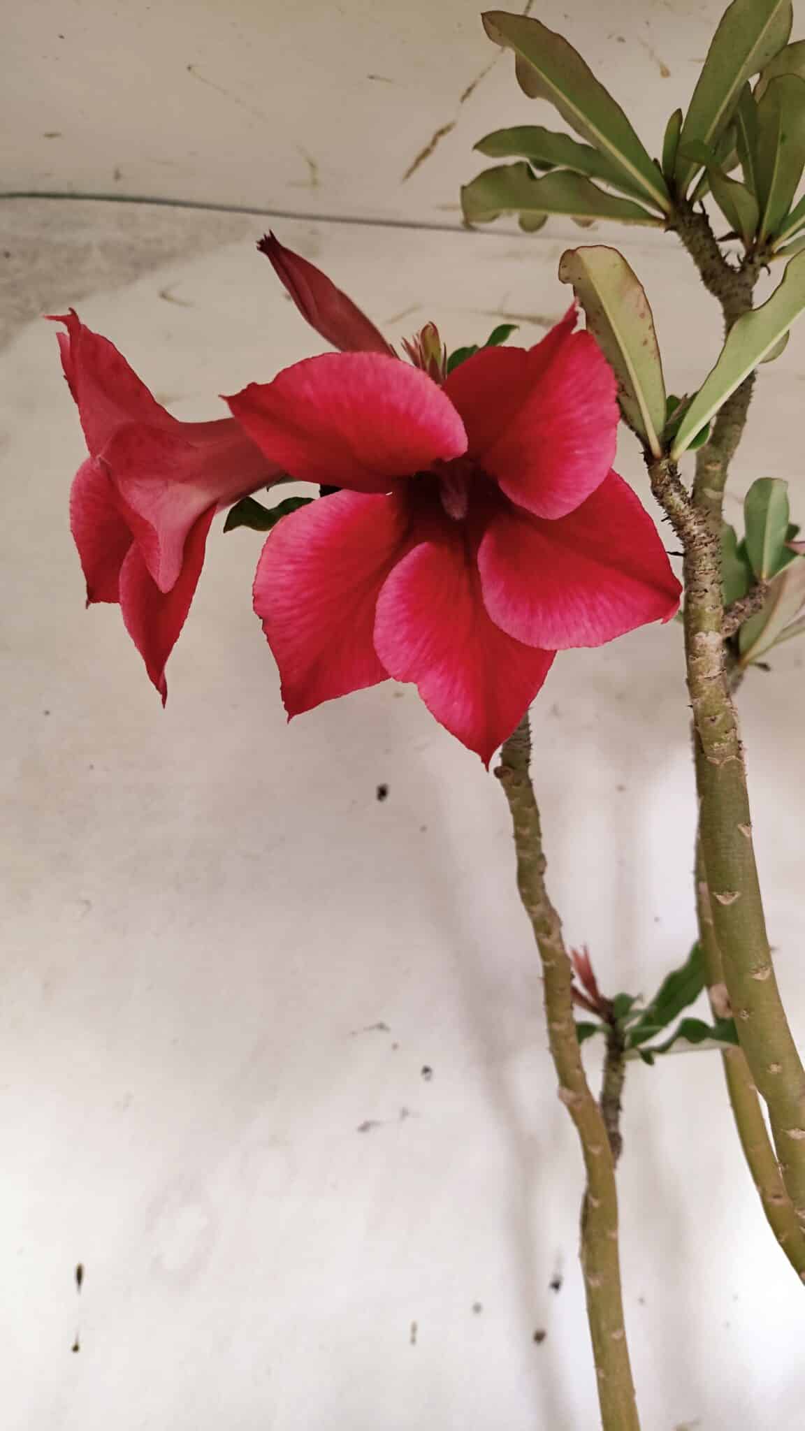 Planta Simples 2915 – 50cm – 03 anos
