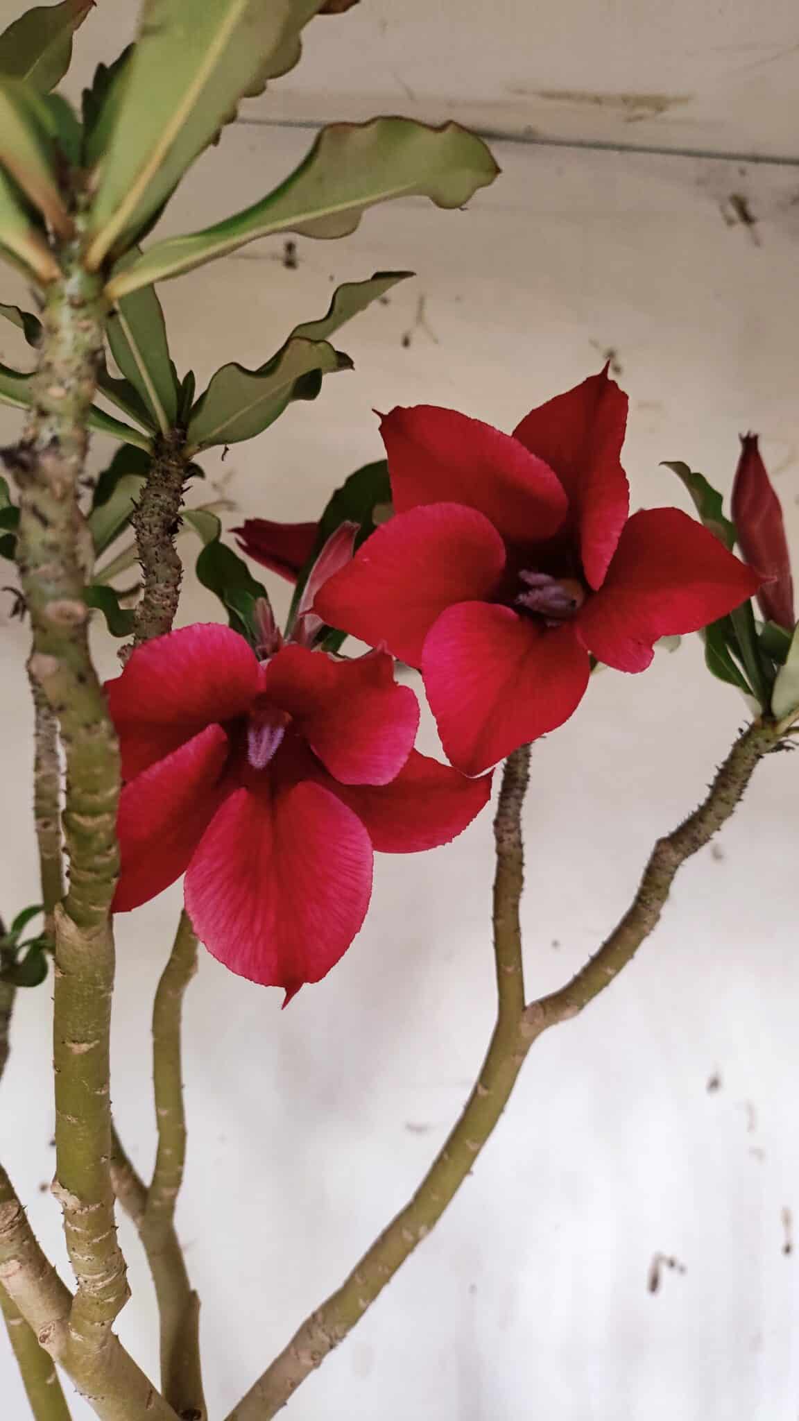 Planta Simples 2915 – 50cm – 03 anos