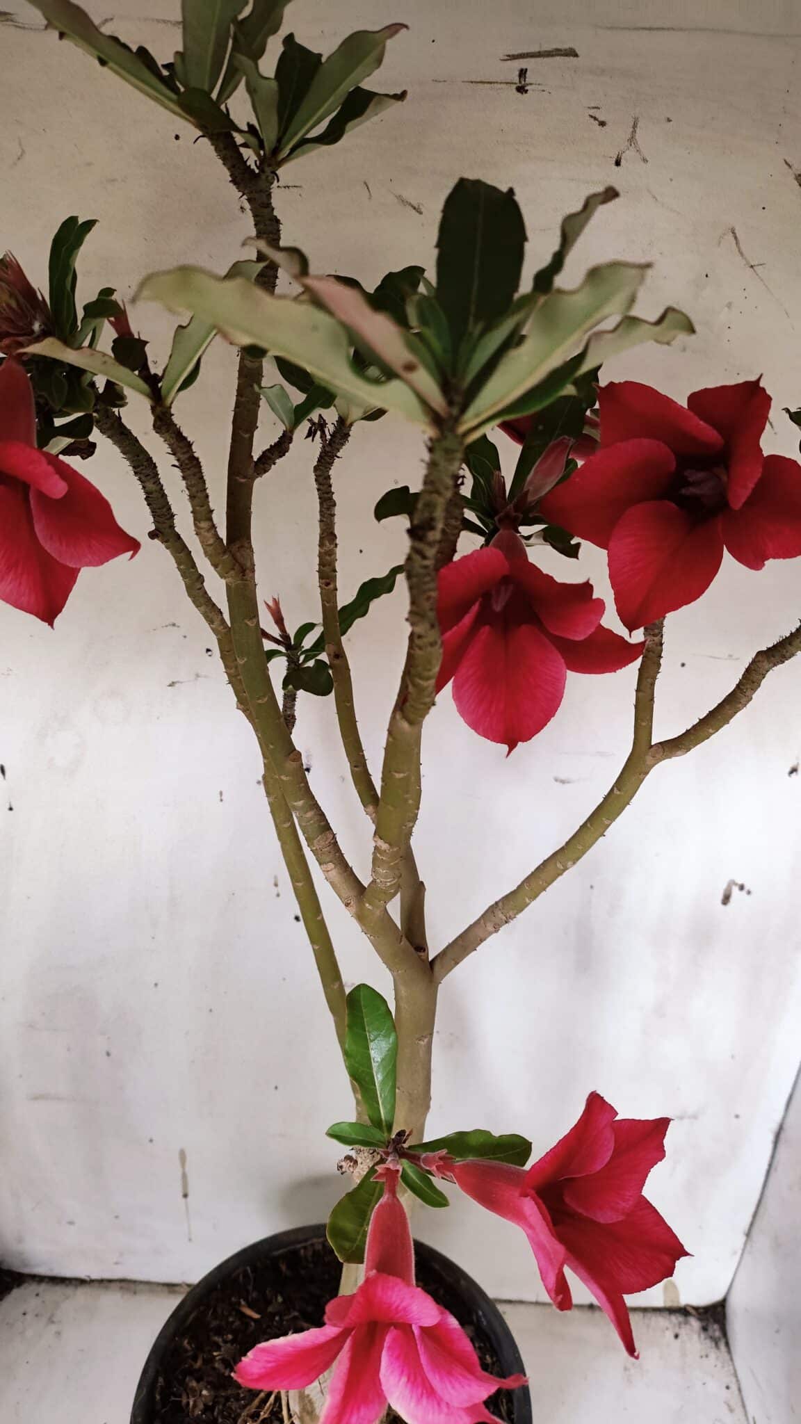 Planta Simples 2915 – 50cm – 03 anos