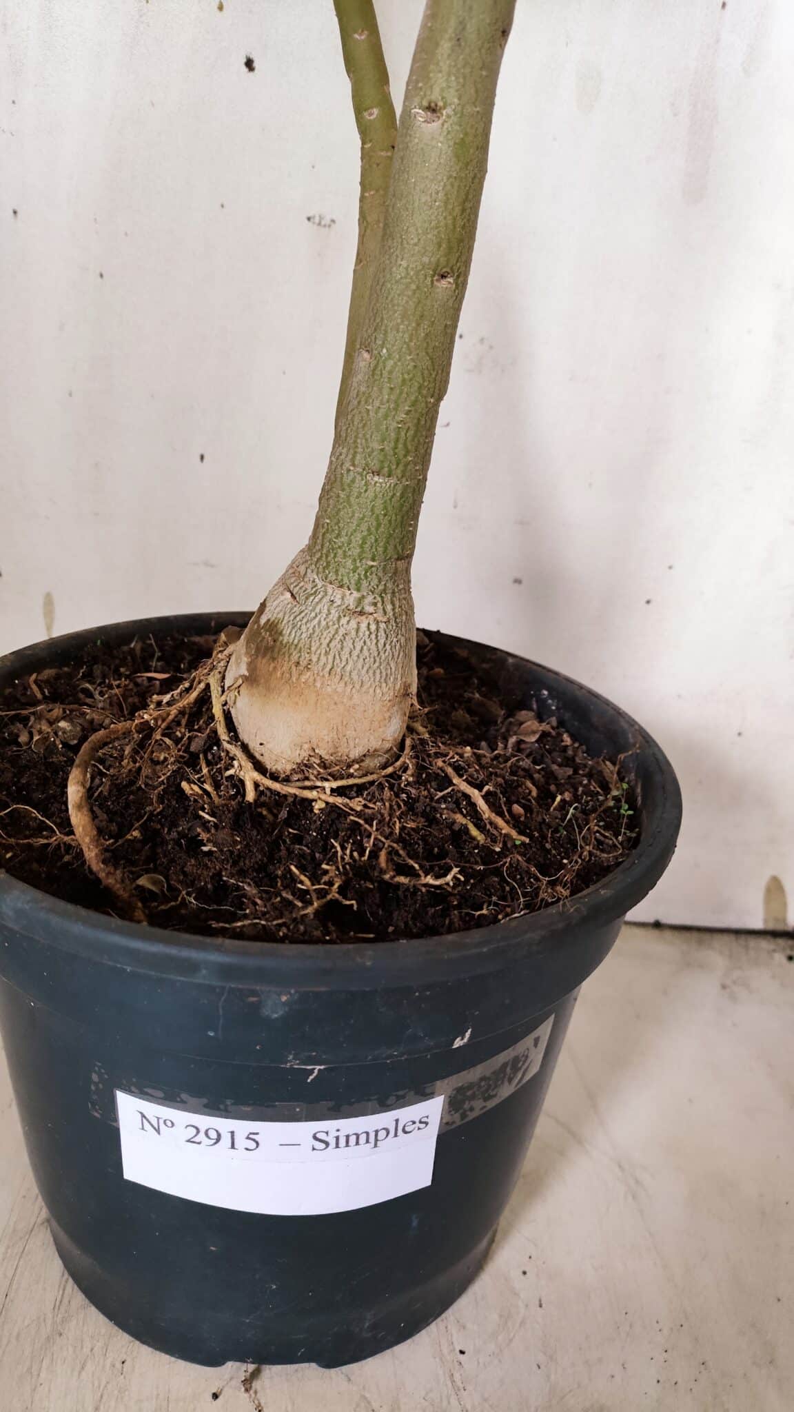 Planta Simples 2915 – 50cm – 03 anos