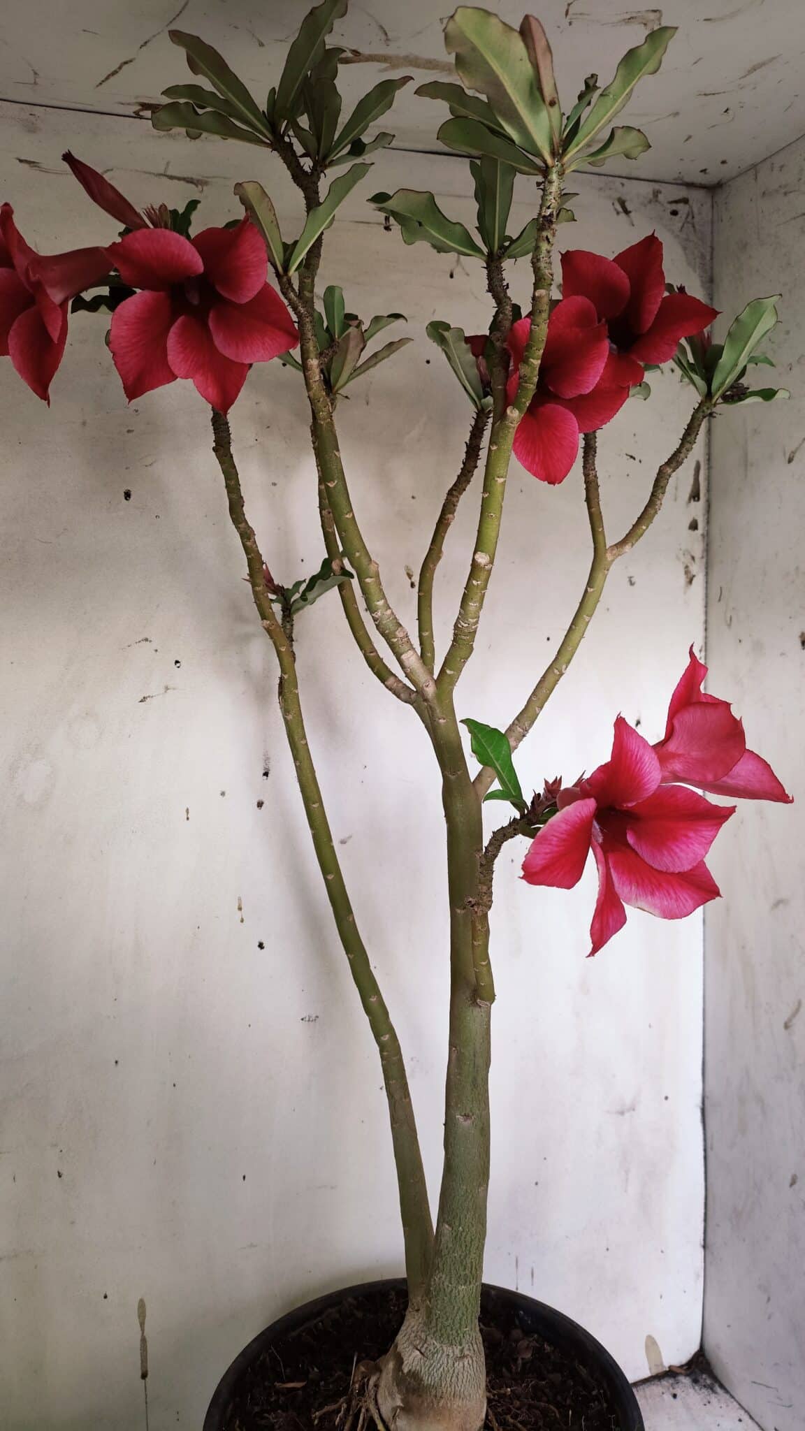 Planta Simples 2915 – 50cm – 03 anos