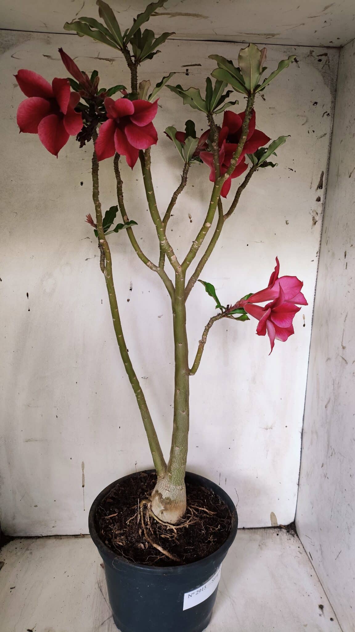 Planta Simples 2915 – 50cm – 03 anos