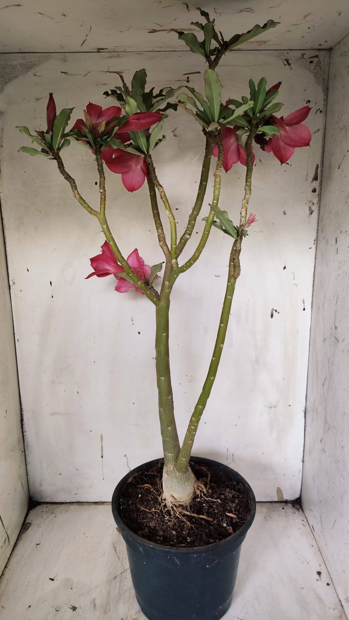 Planta Simples 2915 – 50cm – 03 anos