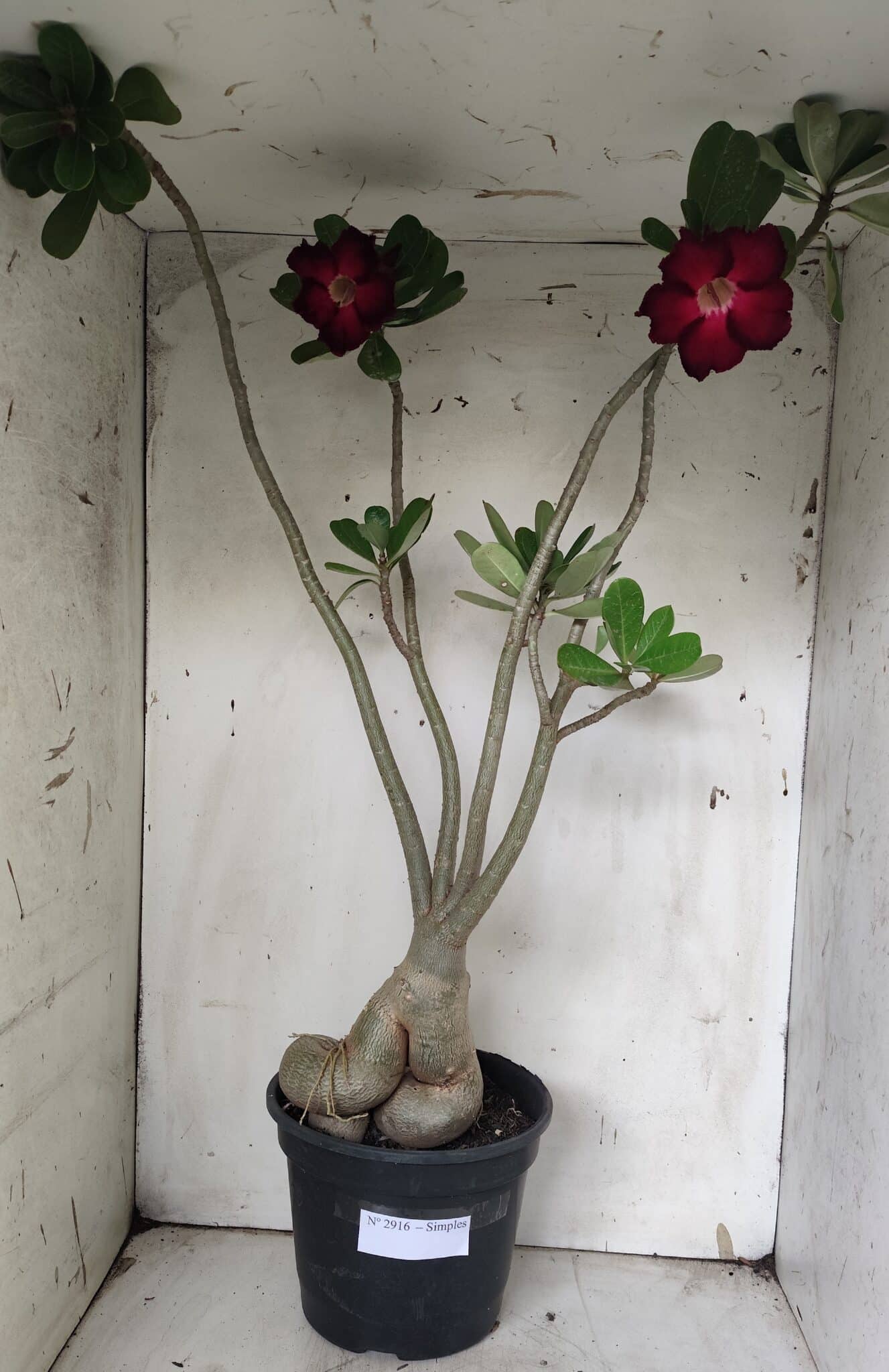 Planta Simples 2916 – 60cm – 05 anos