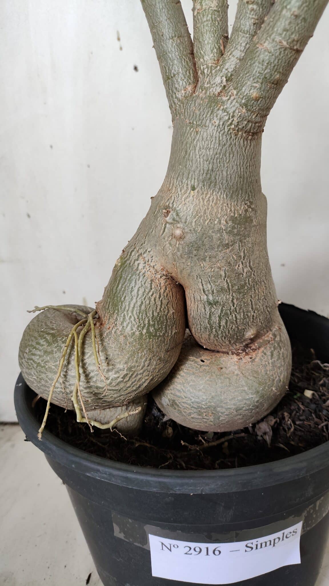 Planta Simples 2916 – 60cm – 05 anos