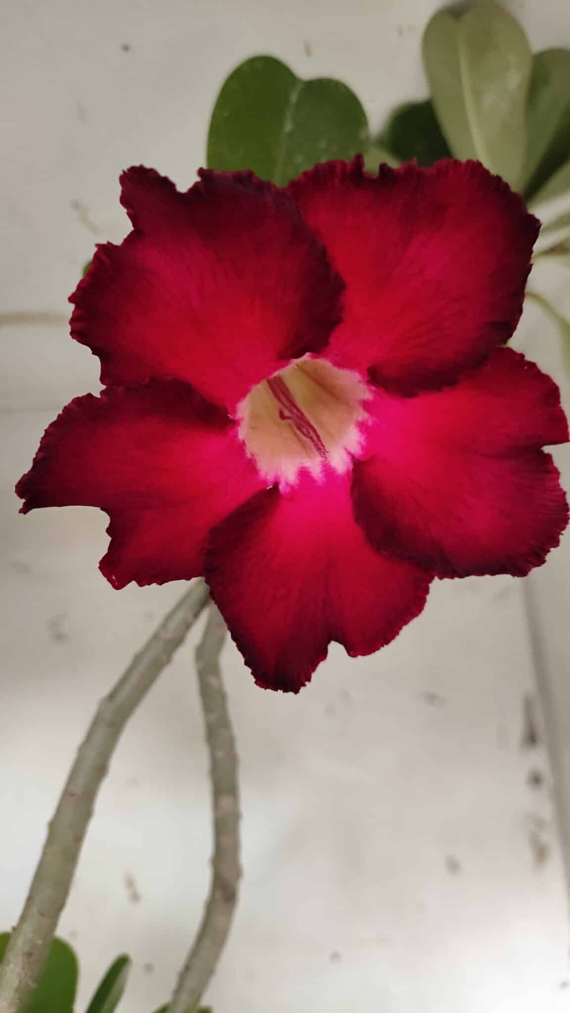 Planta Simples 2916 – 60cm – 05 anos