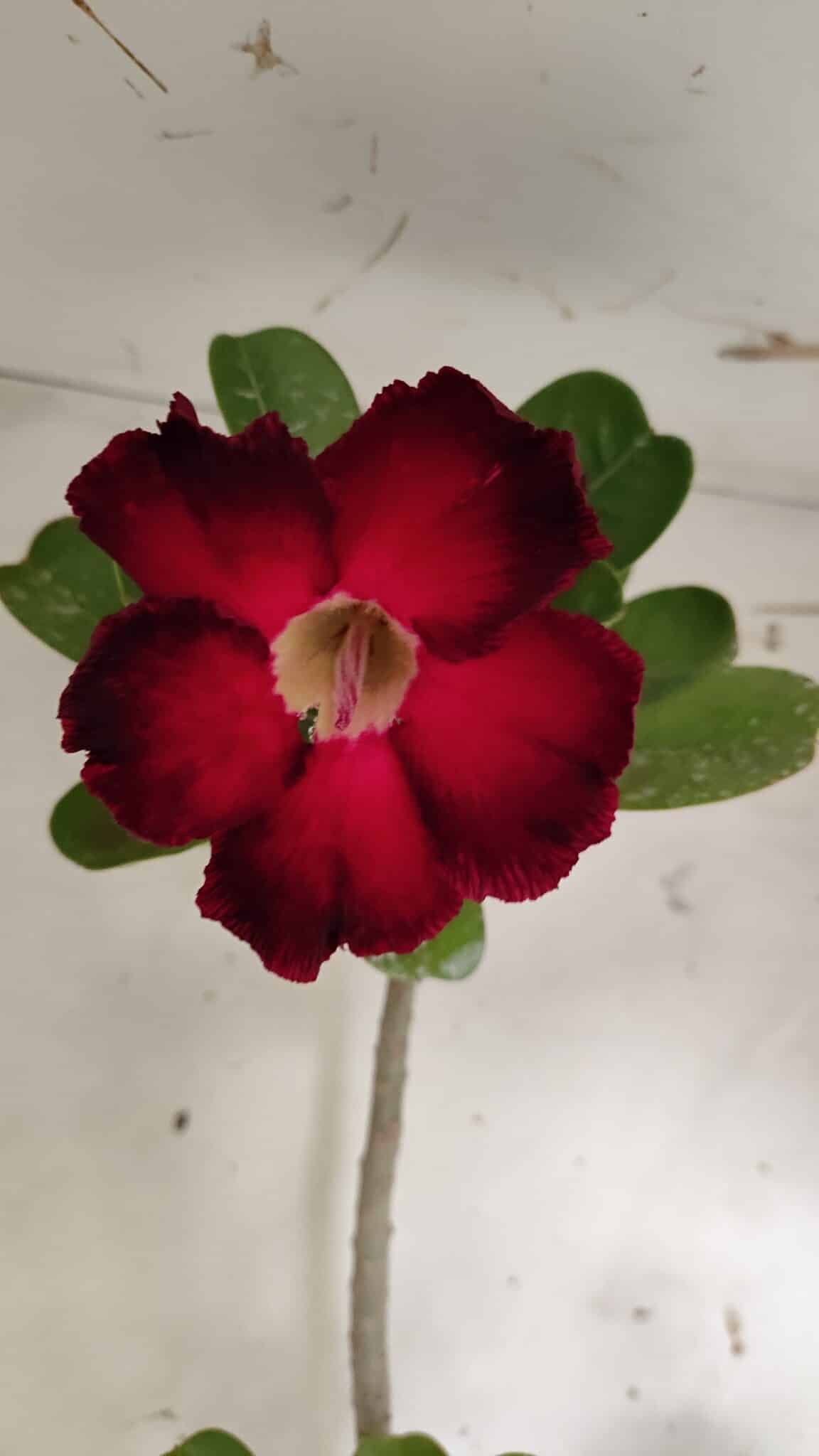 Planta Simples 2916 – 60cm – 05 anos