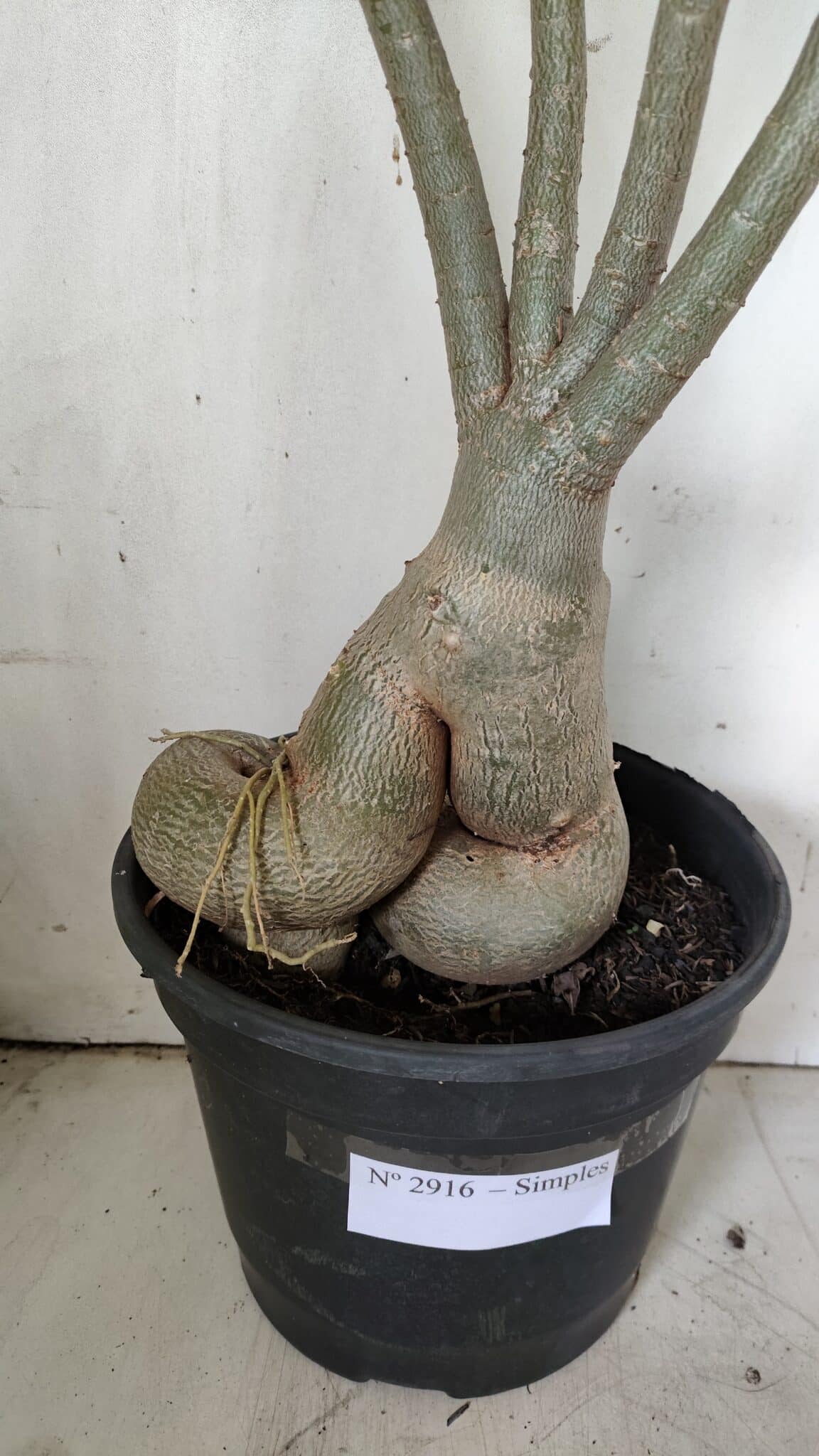 Planta Simples 2916 – 60cm – 05 anos