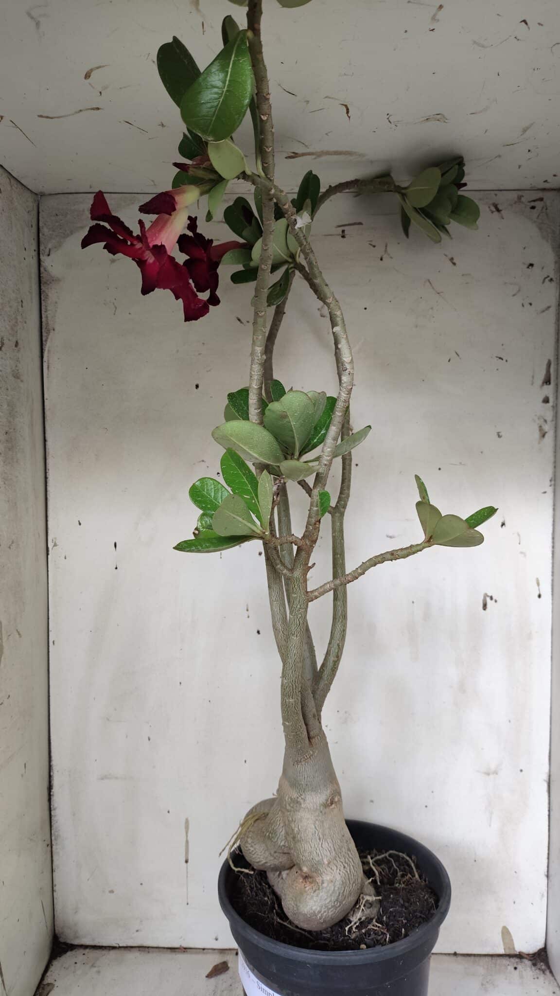 Planta Simples 2916 – 60cm – 05 anos