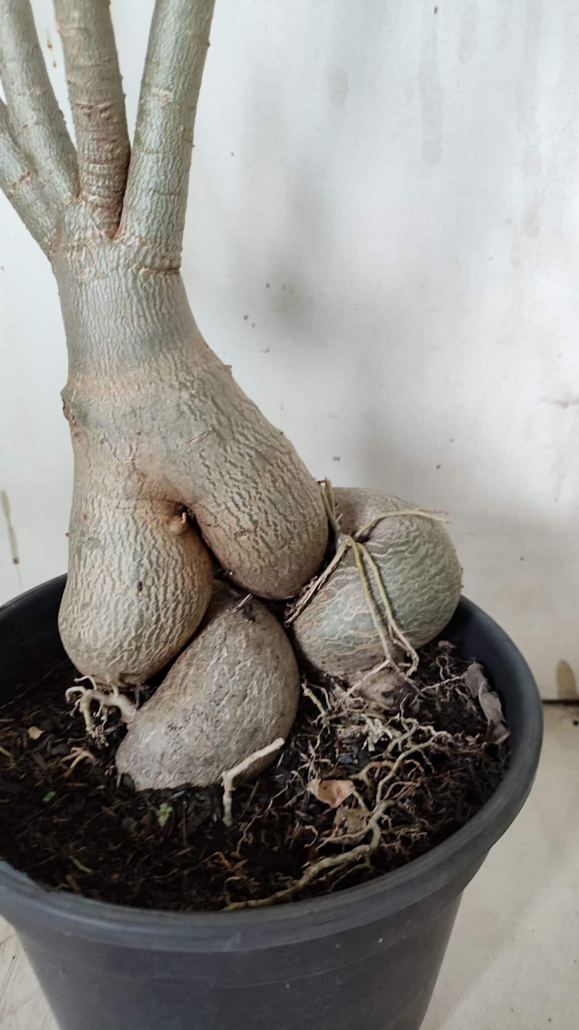 Planta Simples 2916 – 60cm – 05 anos