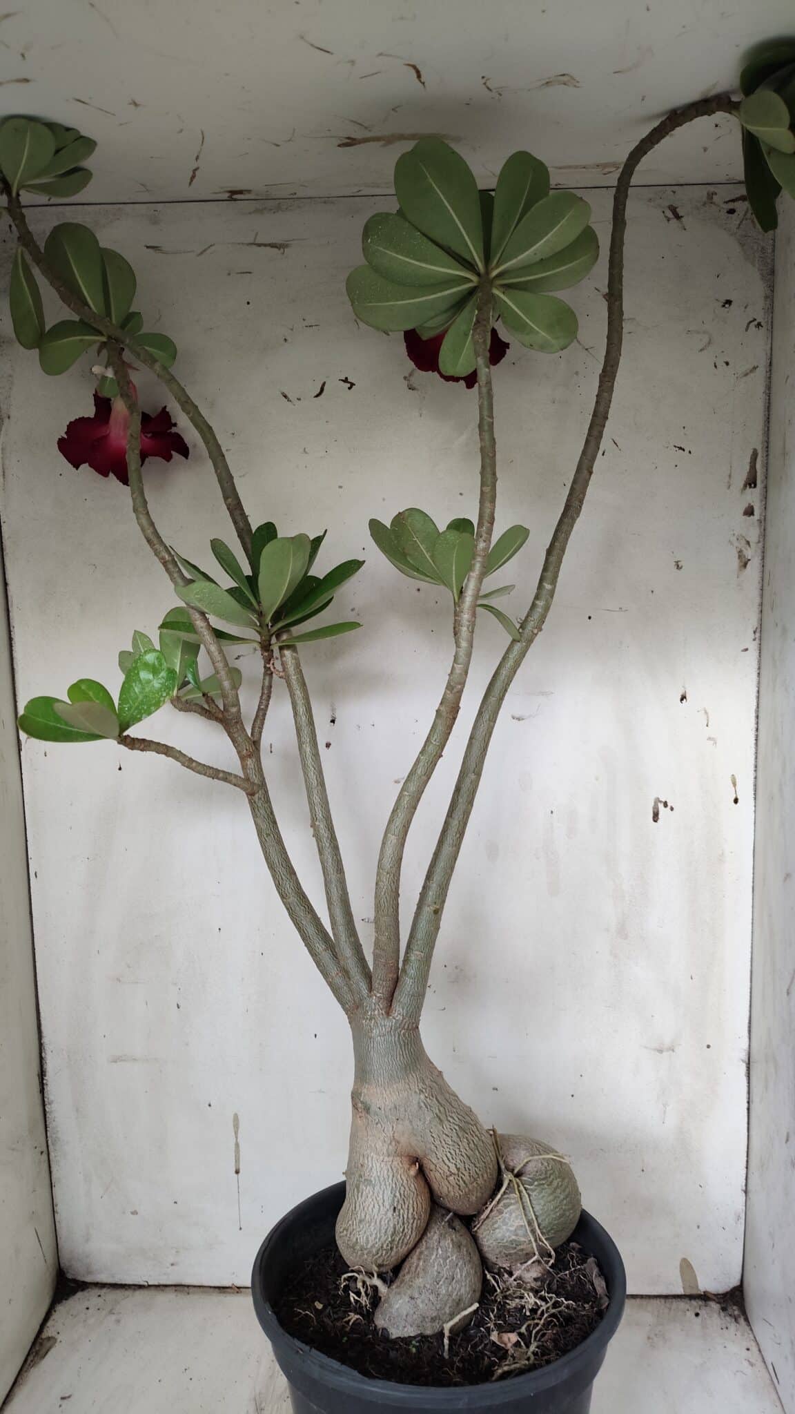 Planta Simples 2916 – 60cm – 05 anos