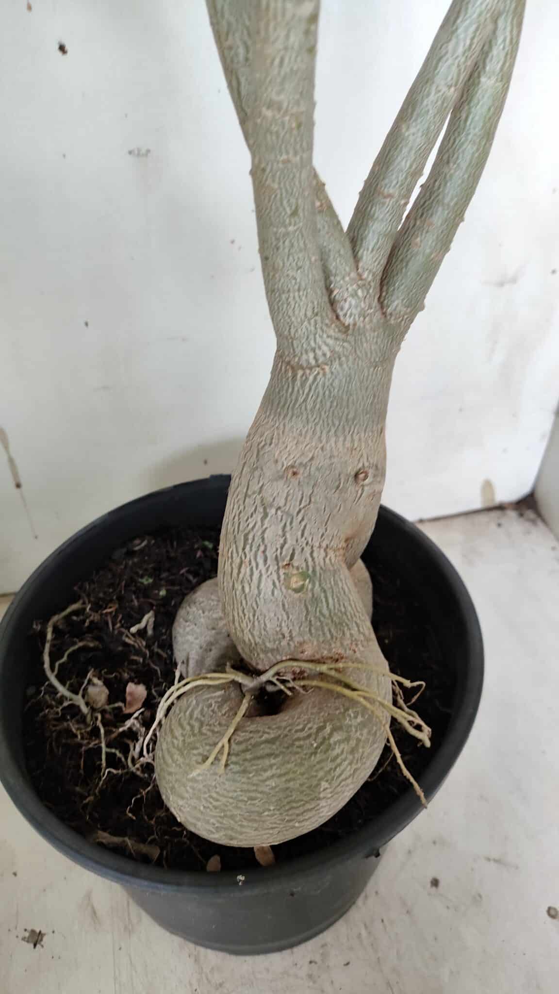 Planta Simples 2916 – 60cm – 05 anos