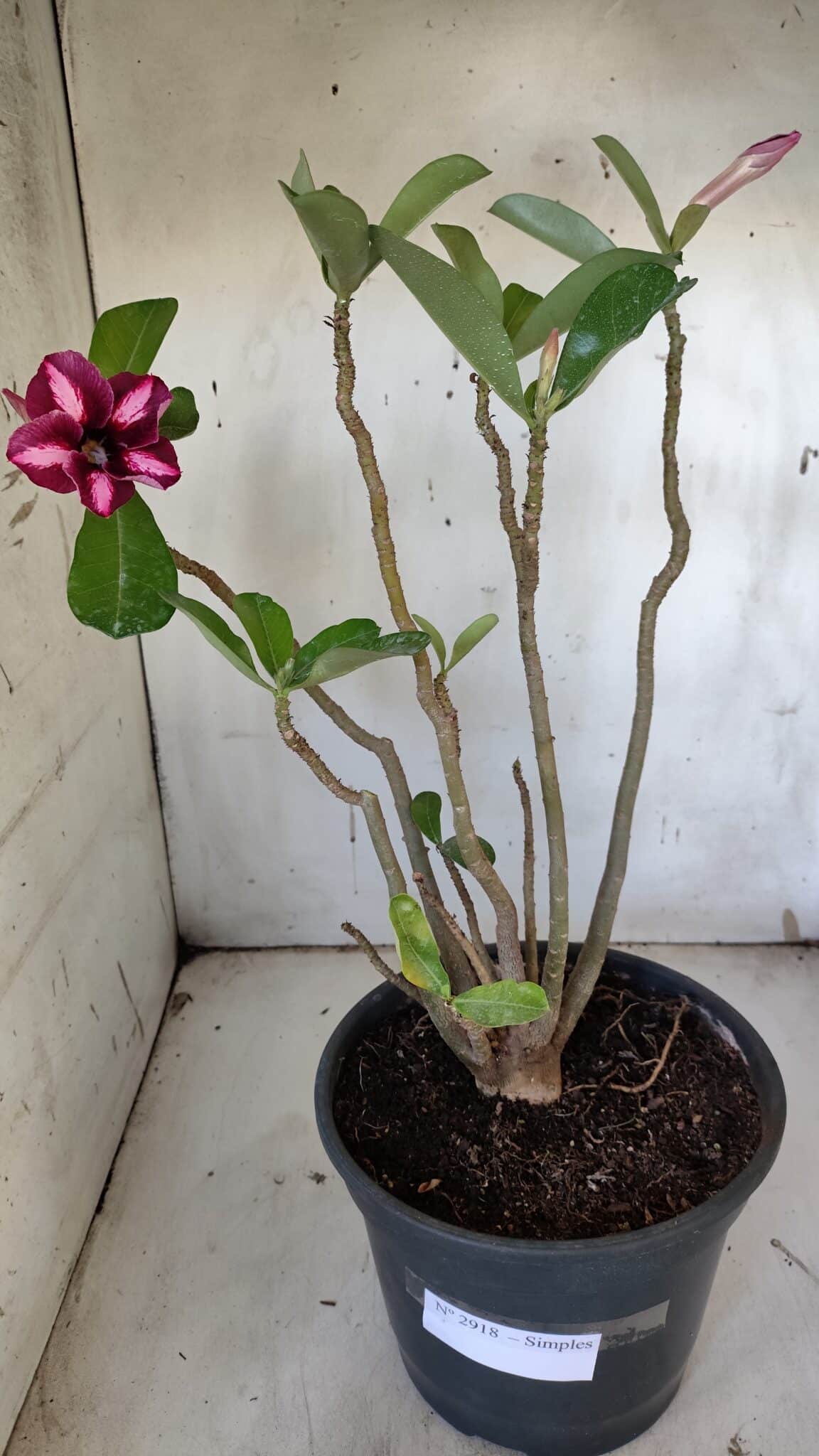 Planta Simples 2918 – 40cm – 03 anos
