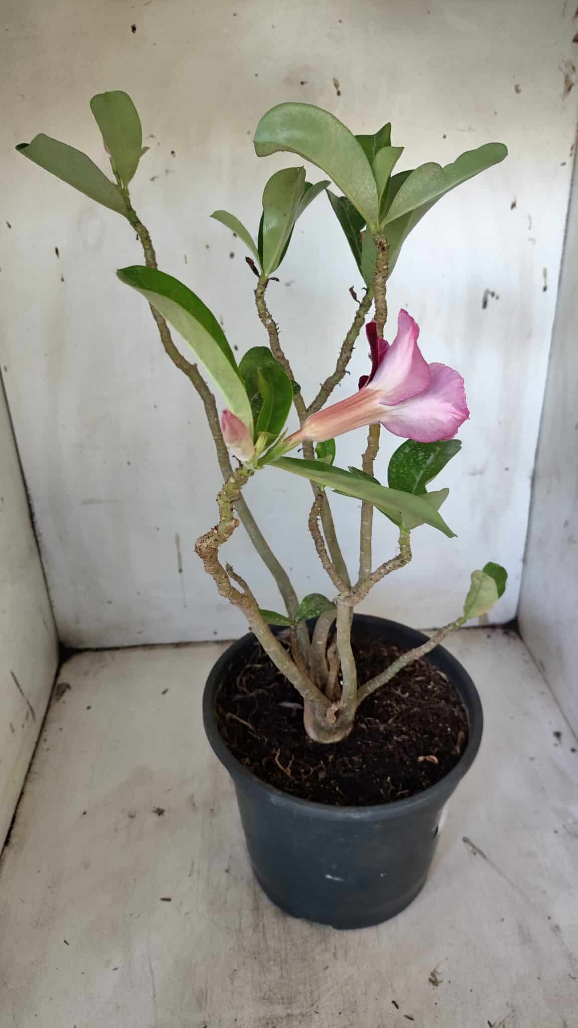 Planta Simples 2918 – 40cm – 03 anos