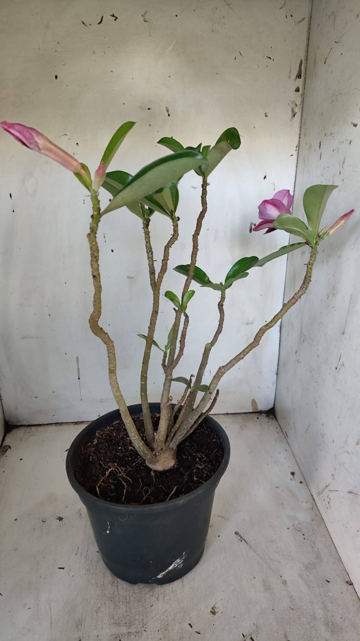 Planta Simples 2918 – 40cm – 03 anos