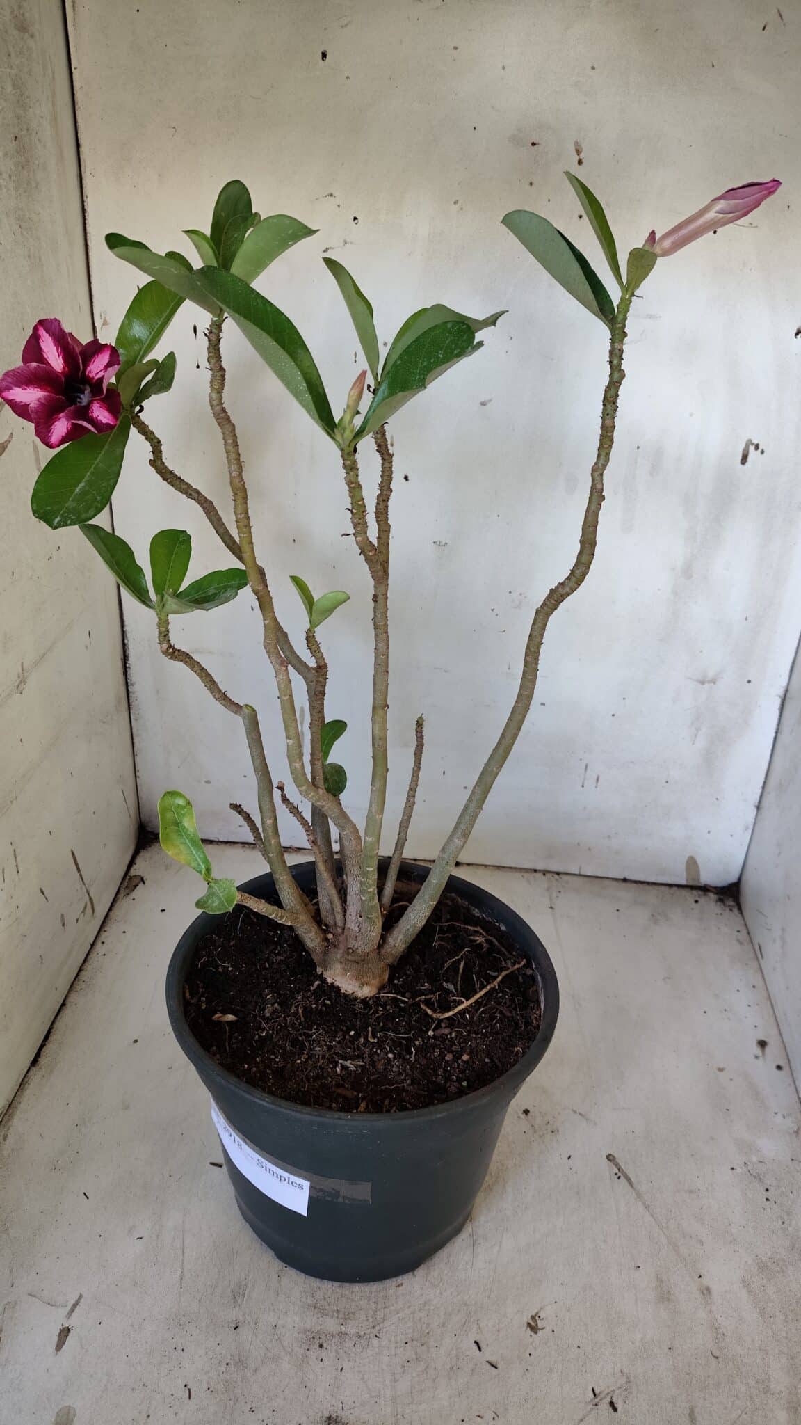 Planta Simples 2918 – 40cm – 03 anos
