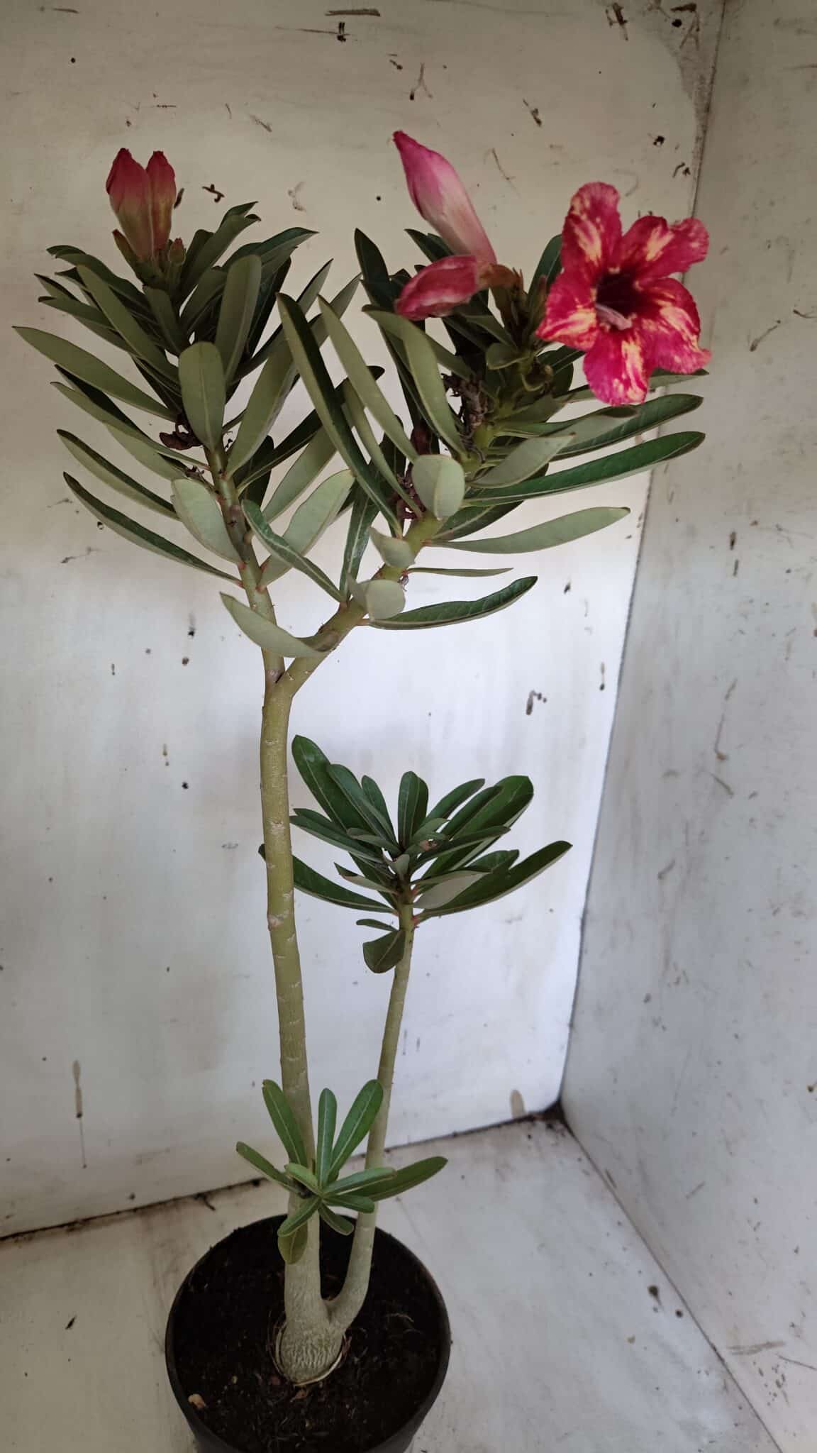 Planta Simples 2919 – 40cm – 03 anos