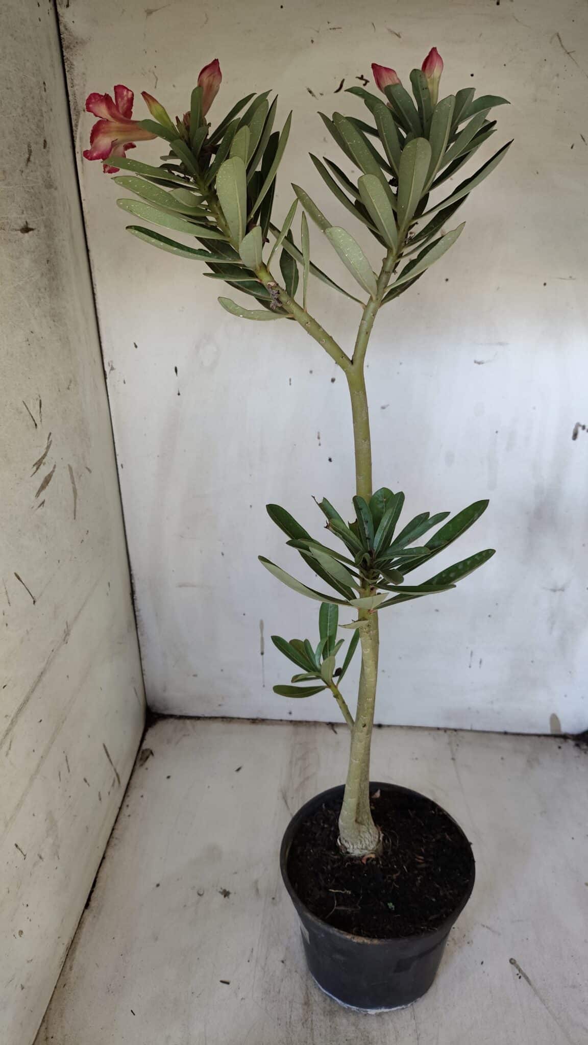 Planta Simples 2919 – 40cm – 03 anos