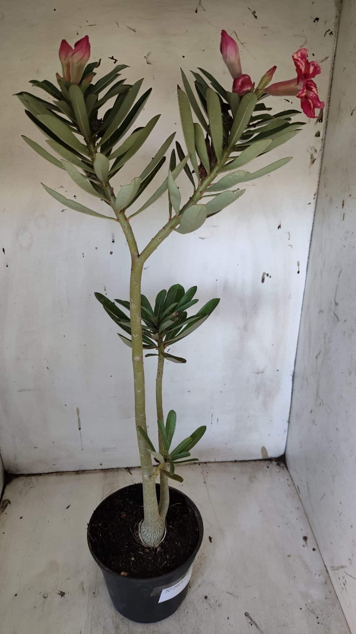Planta Simples 2919 – 40cm – 03 anos
