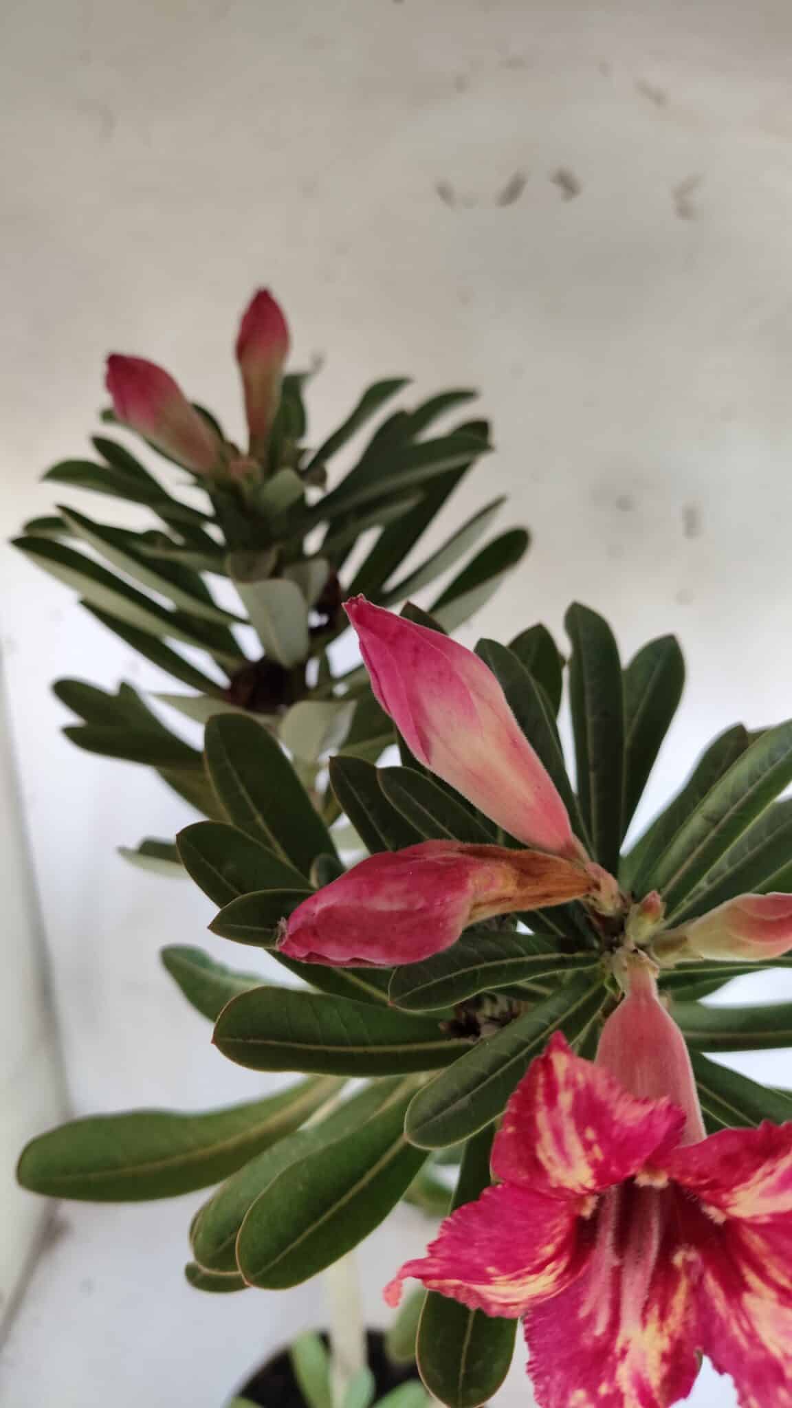 Planta Simples 2919 – 40cm – 03 anos