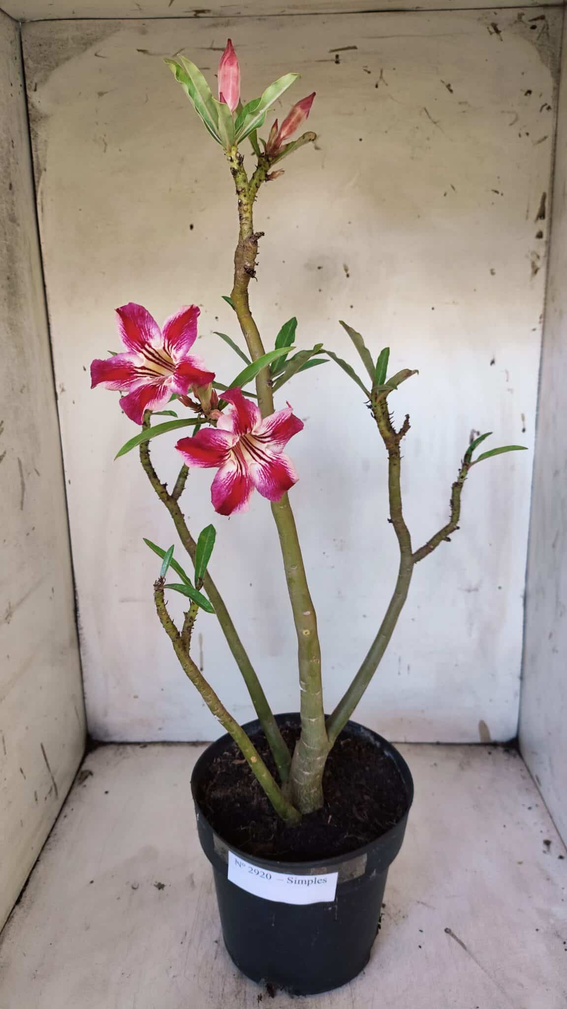 Planta Simples 2920 – 50cm – 04 anos