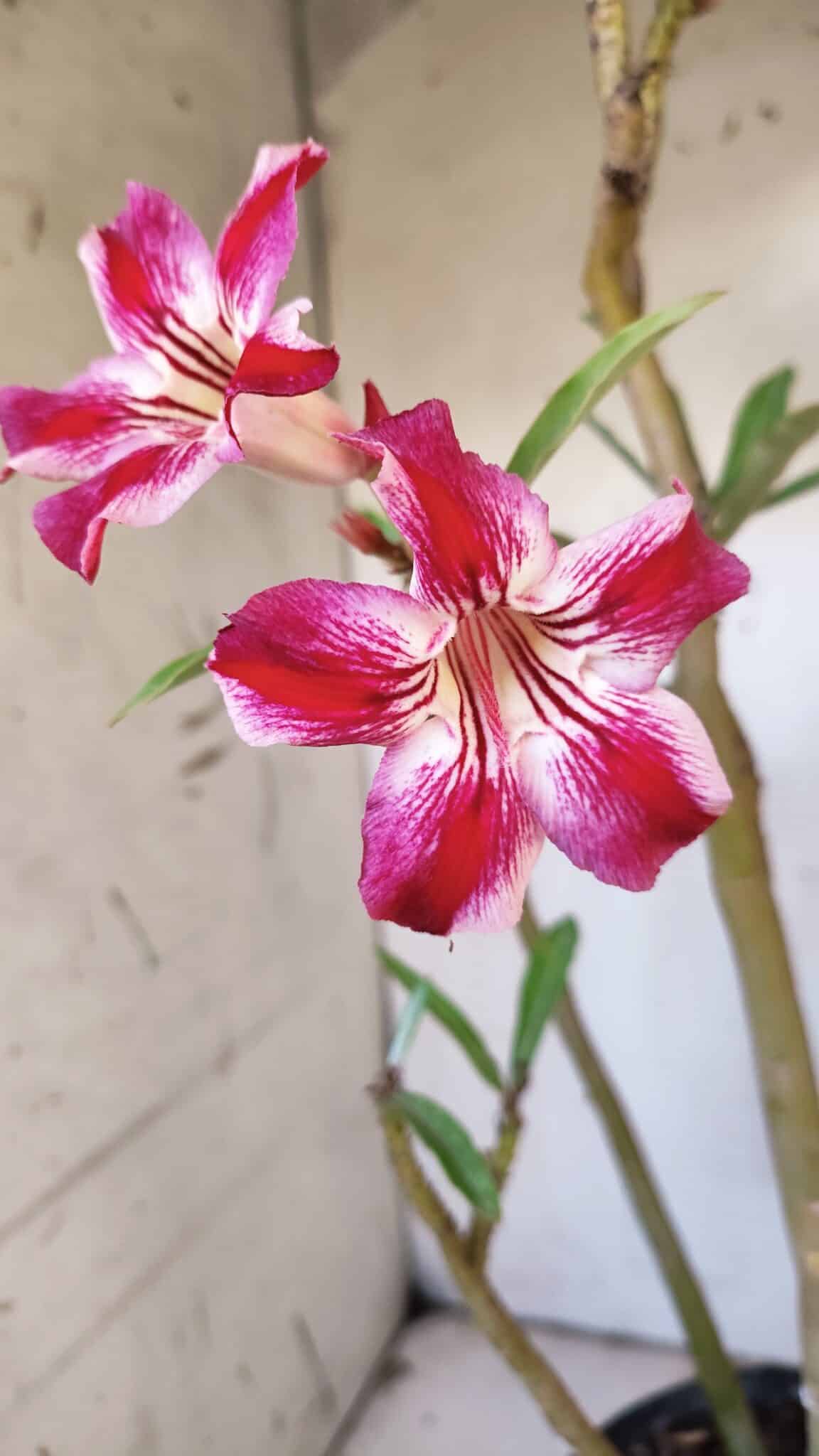 Planta Simples 2920 – 50cm – 04 anos