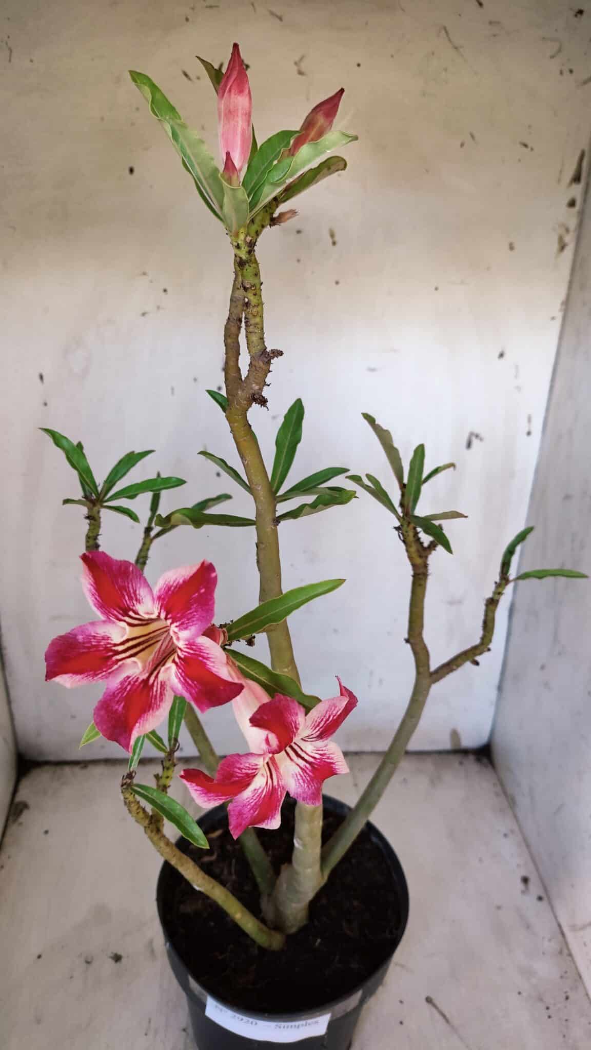Planta Simples 2920 – 50cm – 04 anos