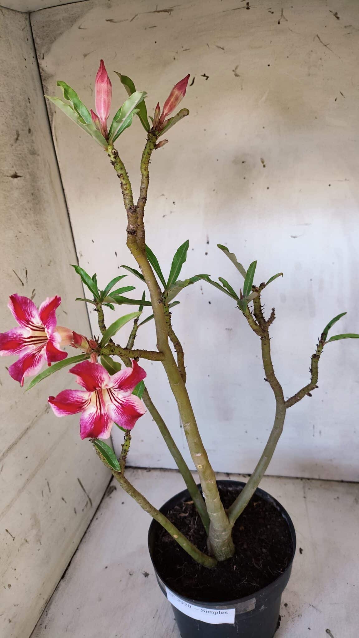 Planta Simples 2920 – 50cm – 04 anos