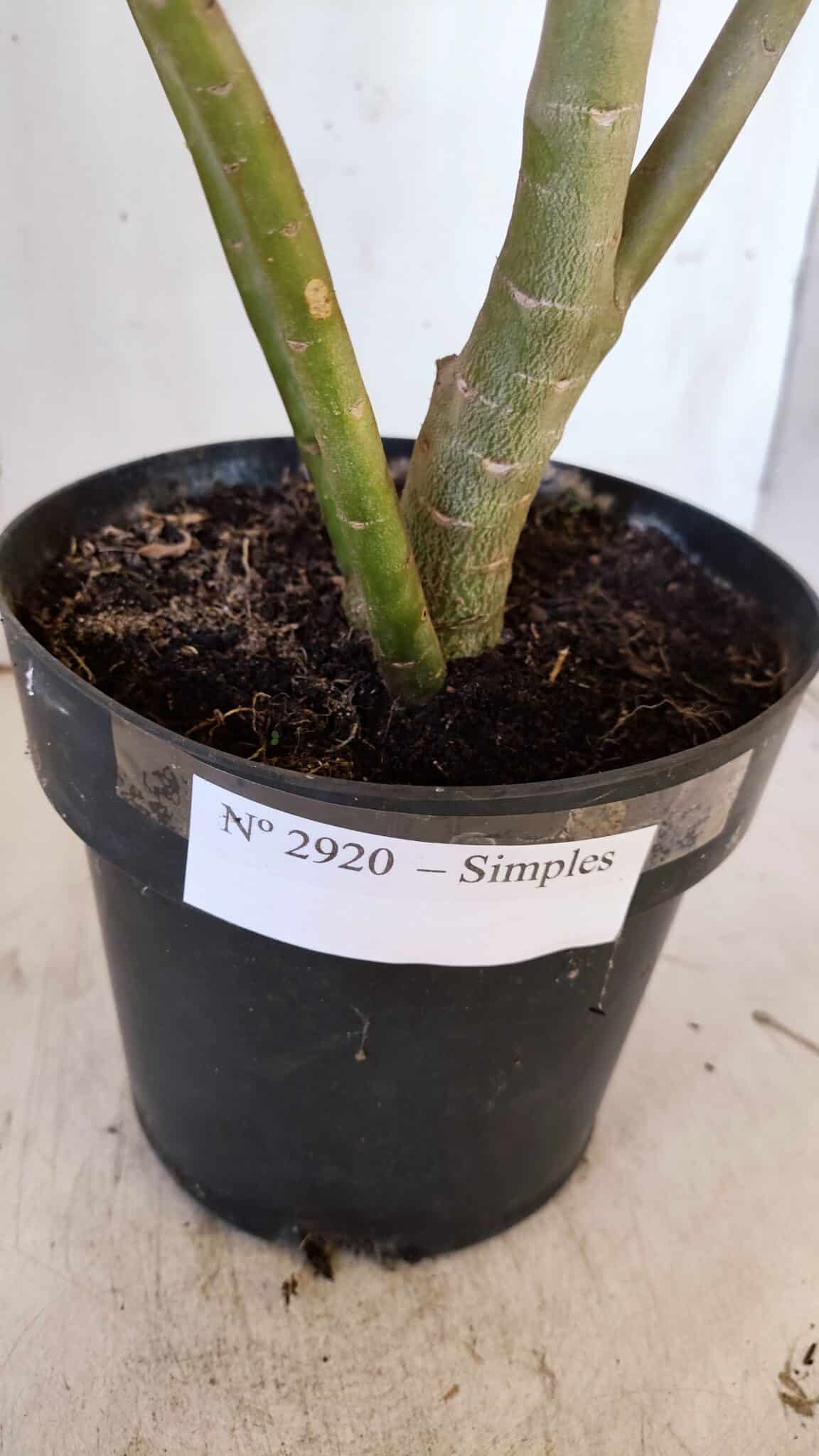 Planta Simples 2920 – 50cm – 04 anos