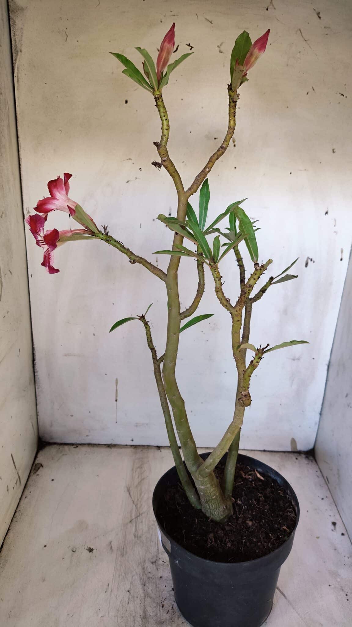 Planta Simples 2920 – 50cm – 04 anos