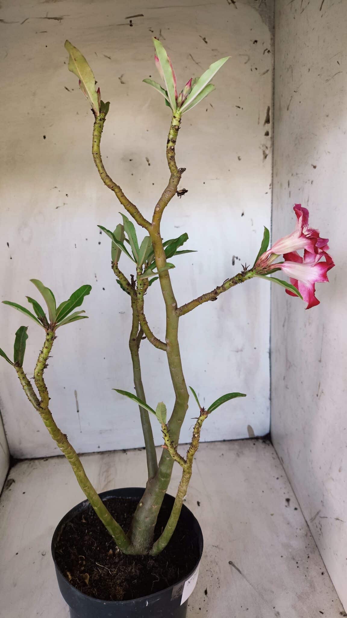 Planta Simples 2920 – 50cm – 04 anos