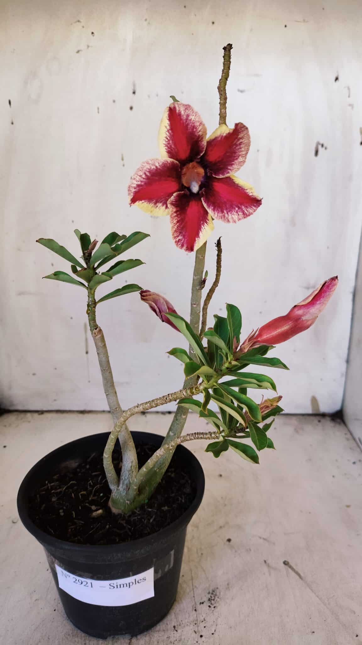 Planta Simples 2921 – 30cm – 02 anos