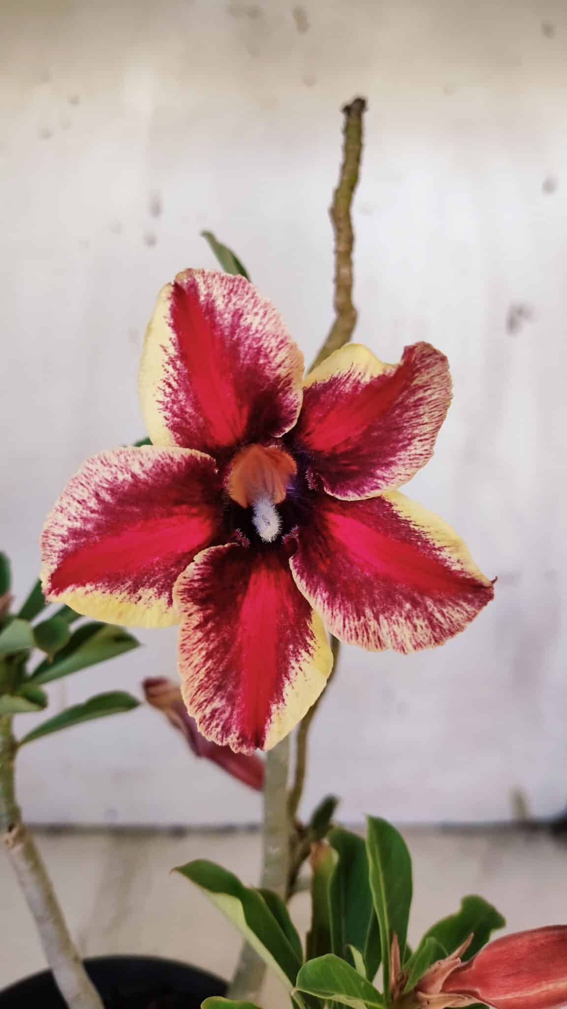 Planta Simples 2921 – 30cm – 02 anos