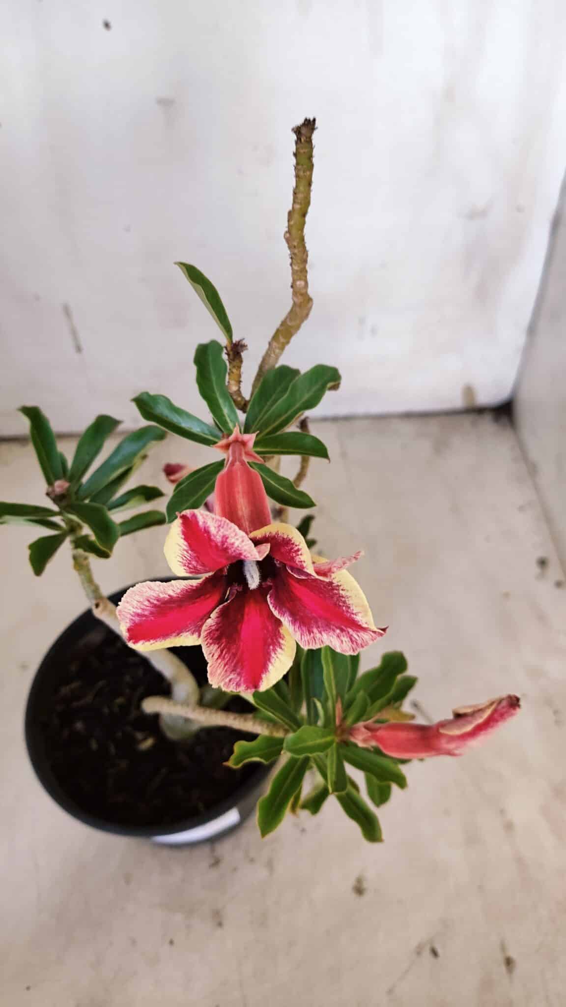 Planta Simples 2921 – 30cm – 02 anos