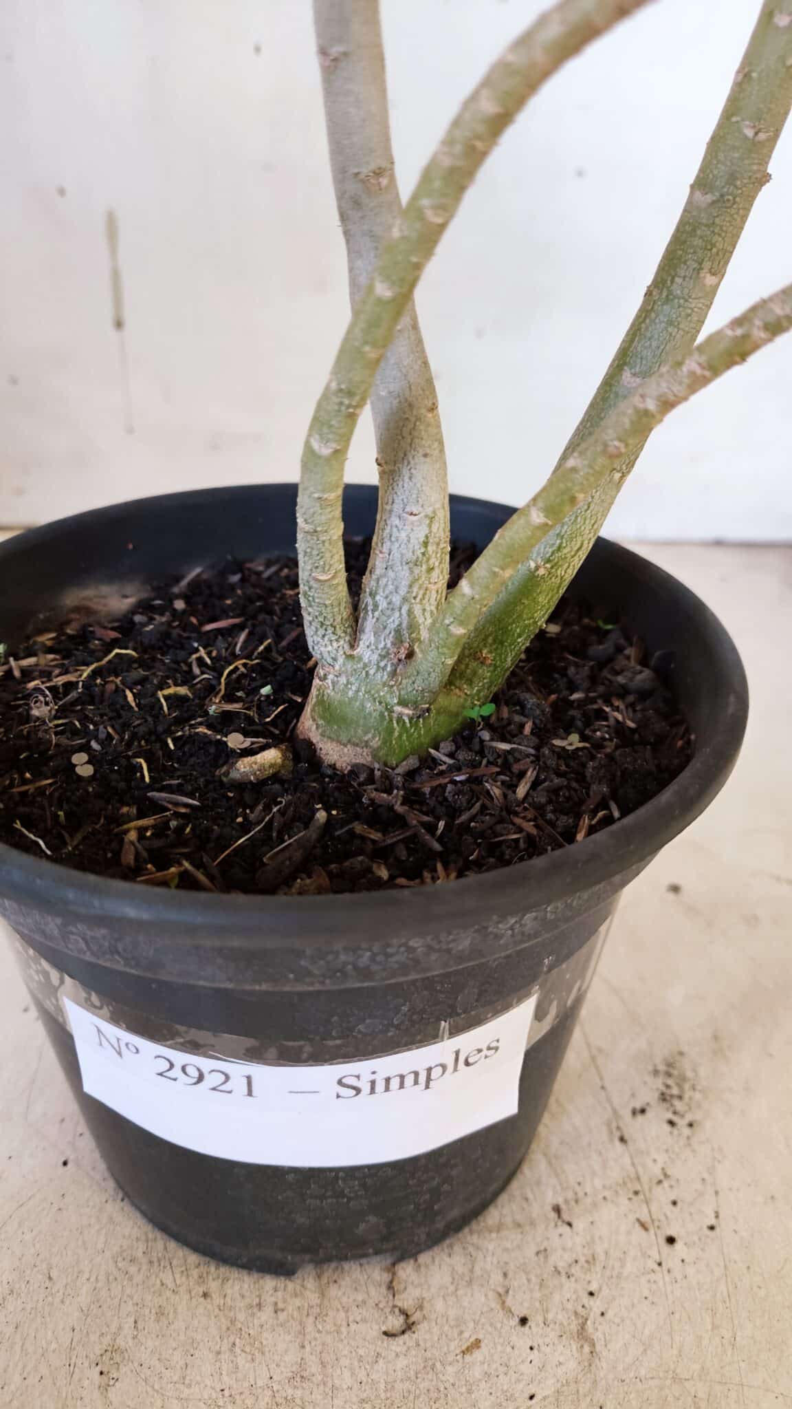 Planta Simples 2921 – 30cm – 02 anos