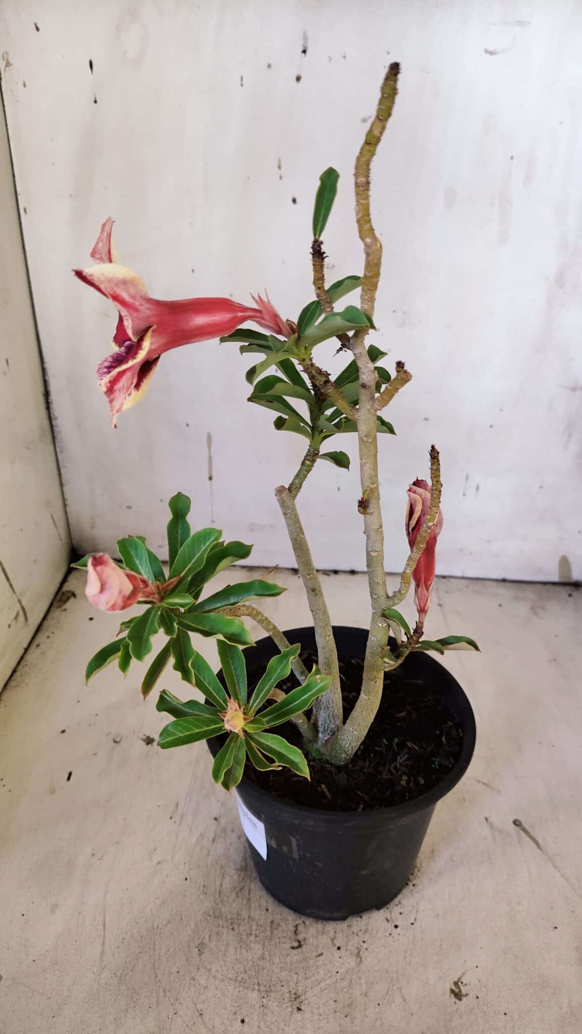 Planta Simples 2921 – 30cm – 02 anos