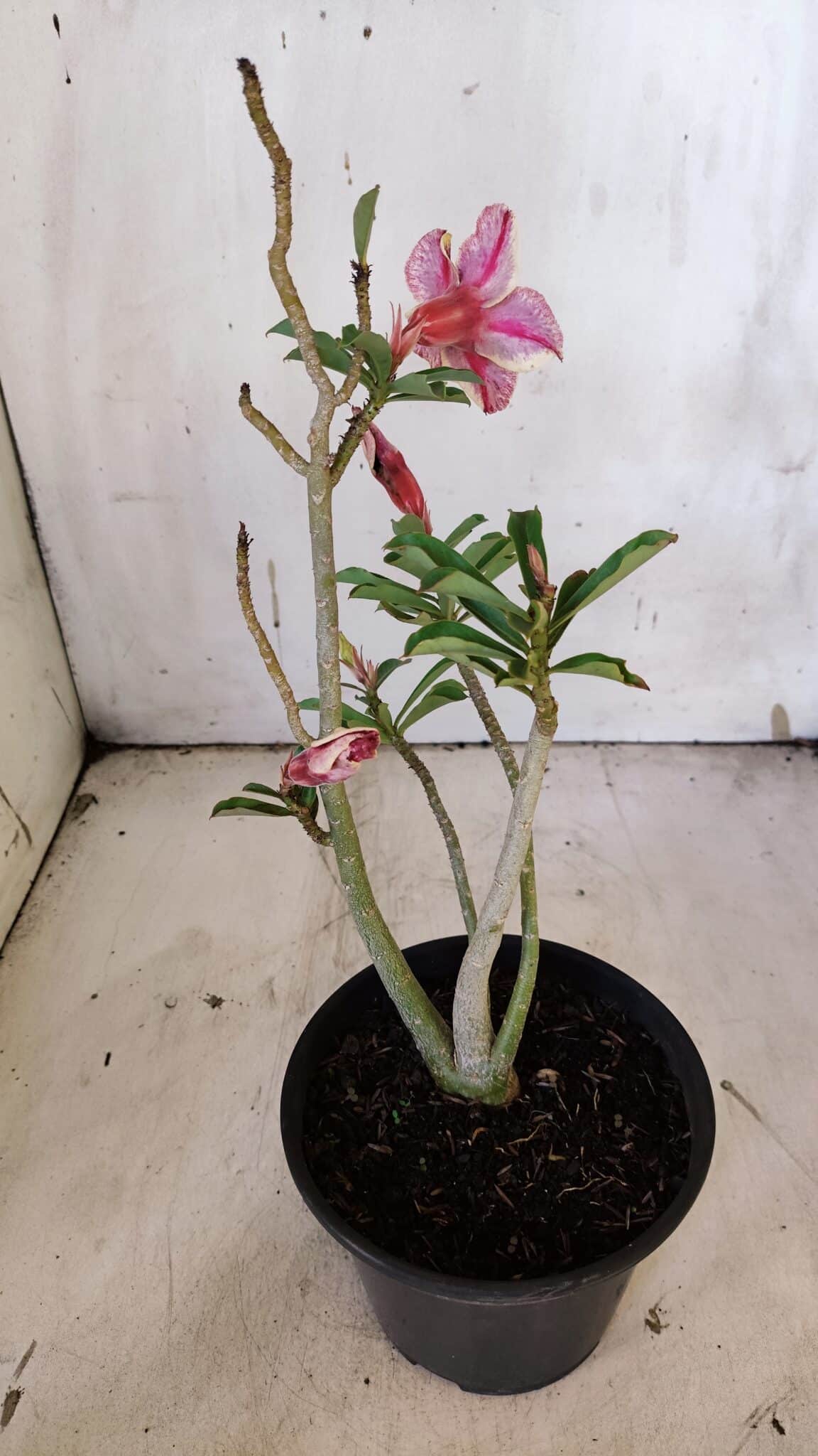 Planta Simples 2921 – 30cm – 02 anos