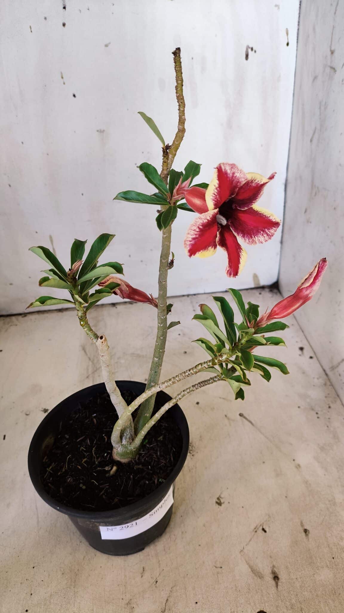 Planta Simples 2921 – 30cm – 02 anos