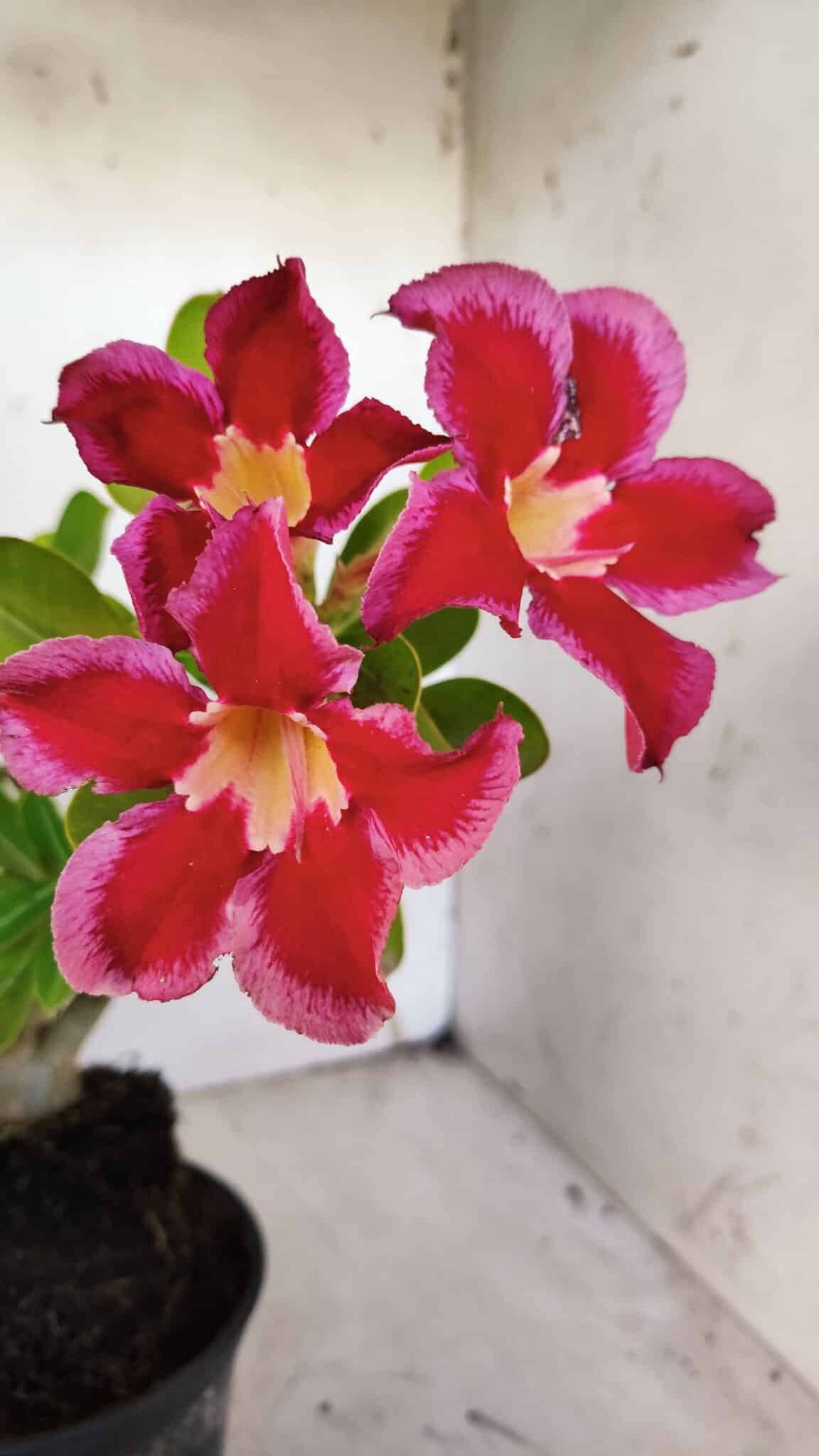Planta Simples 2922 – 35cm – 03 anos