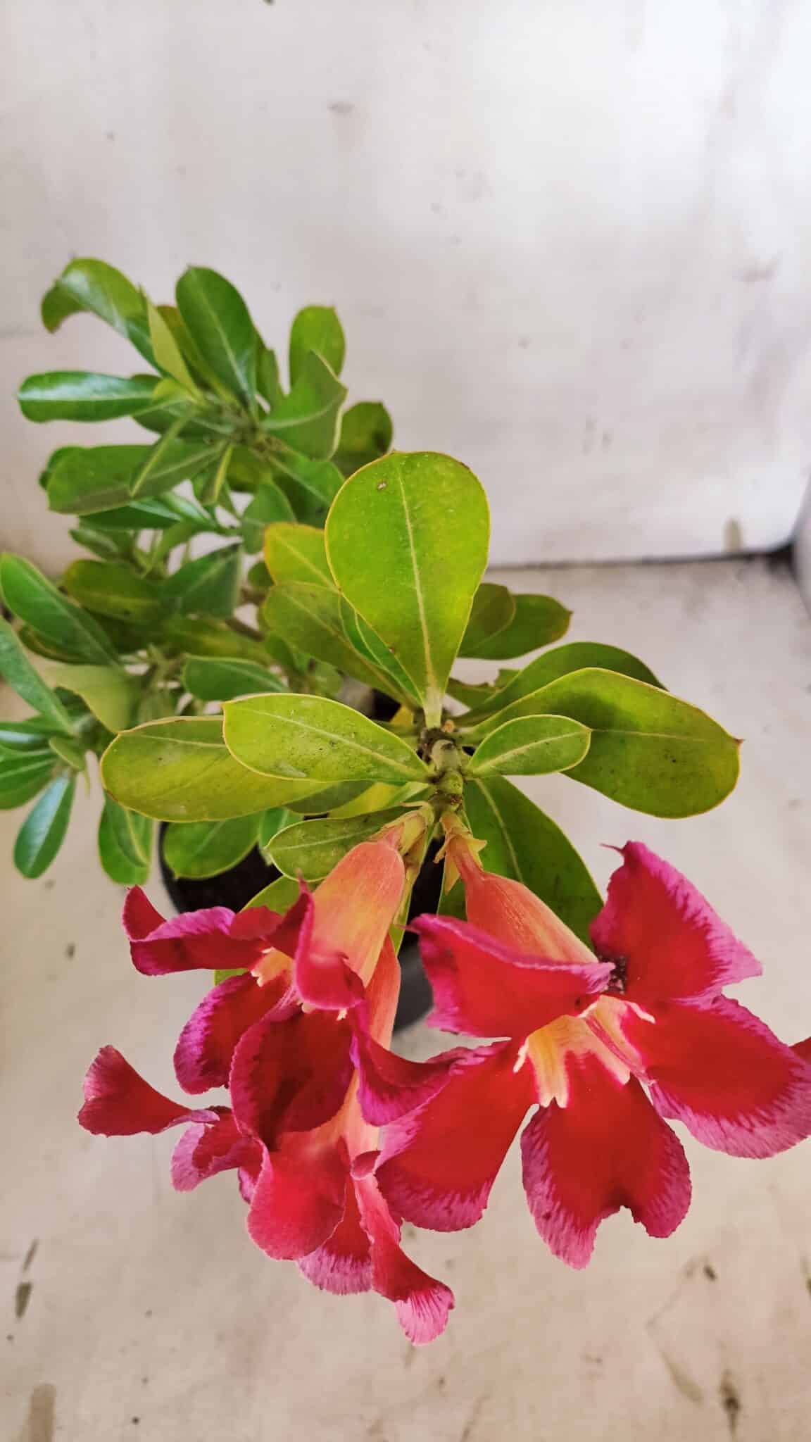 Planta Simples 2922 – 35cm – 03 anos