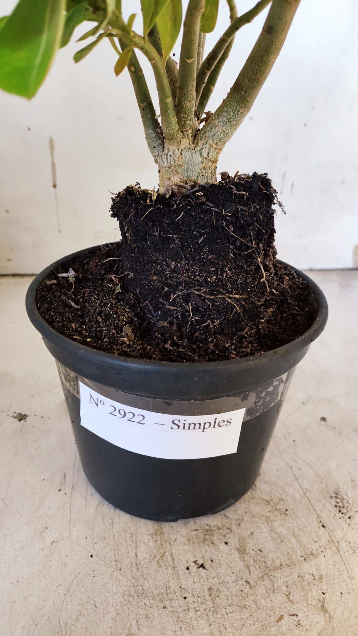 Planta Simples 2922 – 35cm – 03 anos