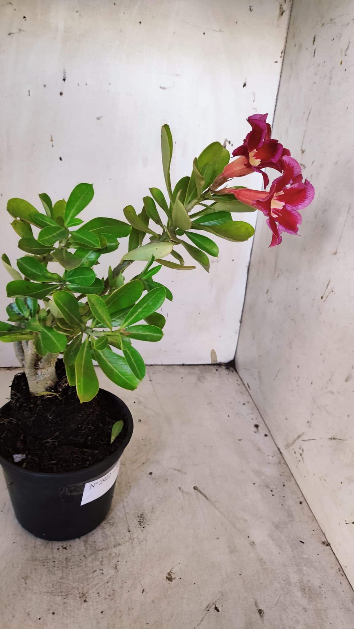 Planta Simples 2922 – 35cm – 03 anos