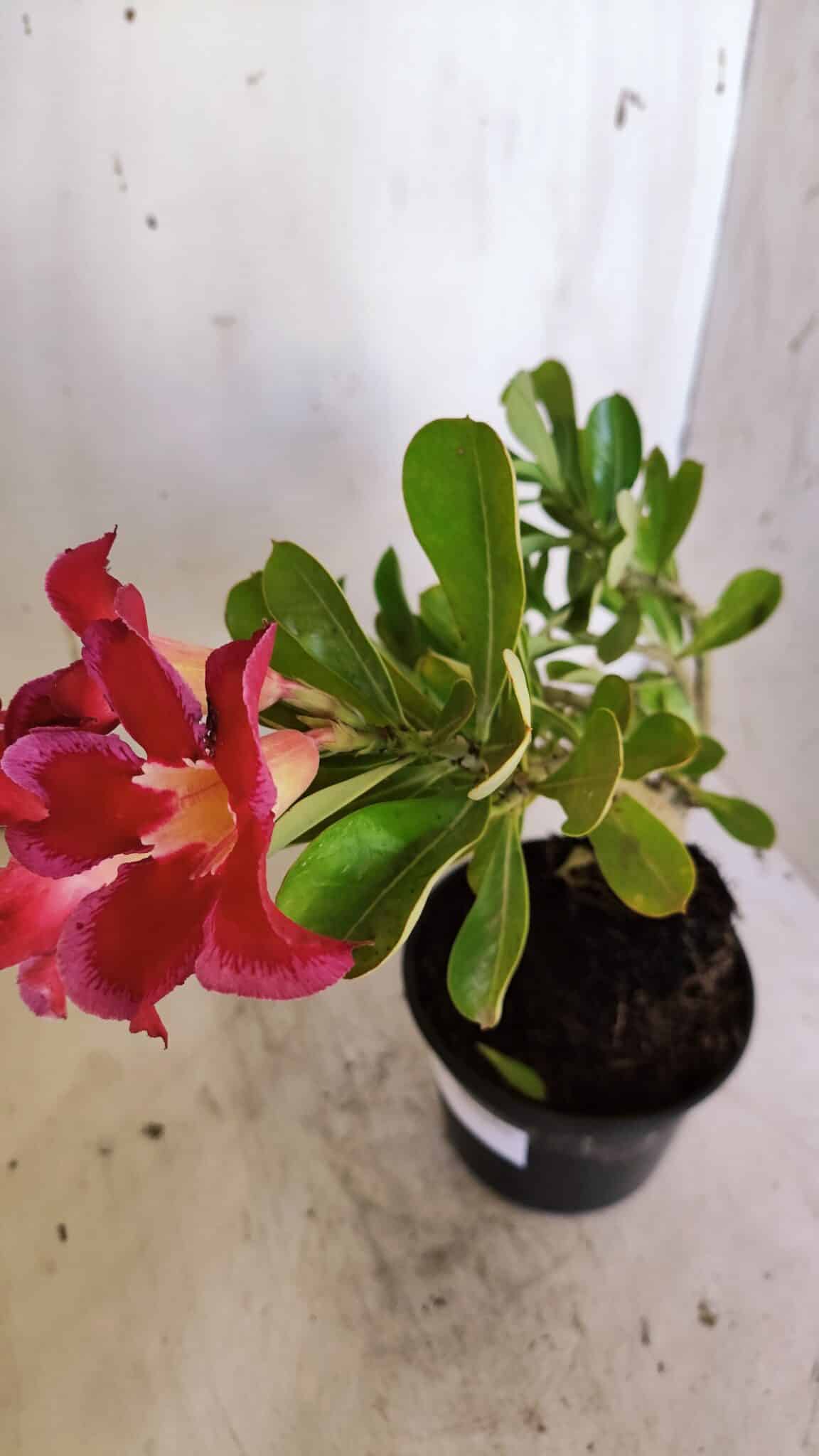 Planta Simples 2922 – 35cm – 03 anos