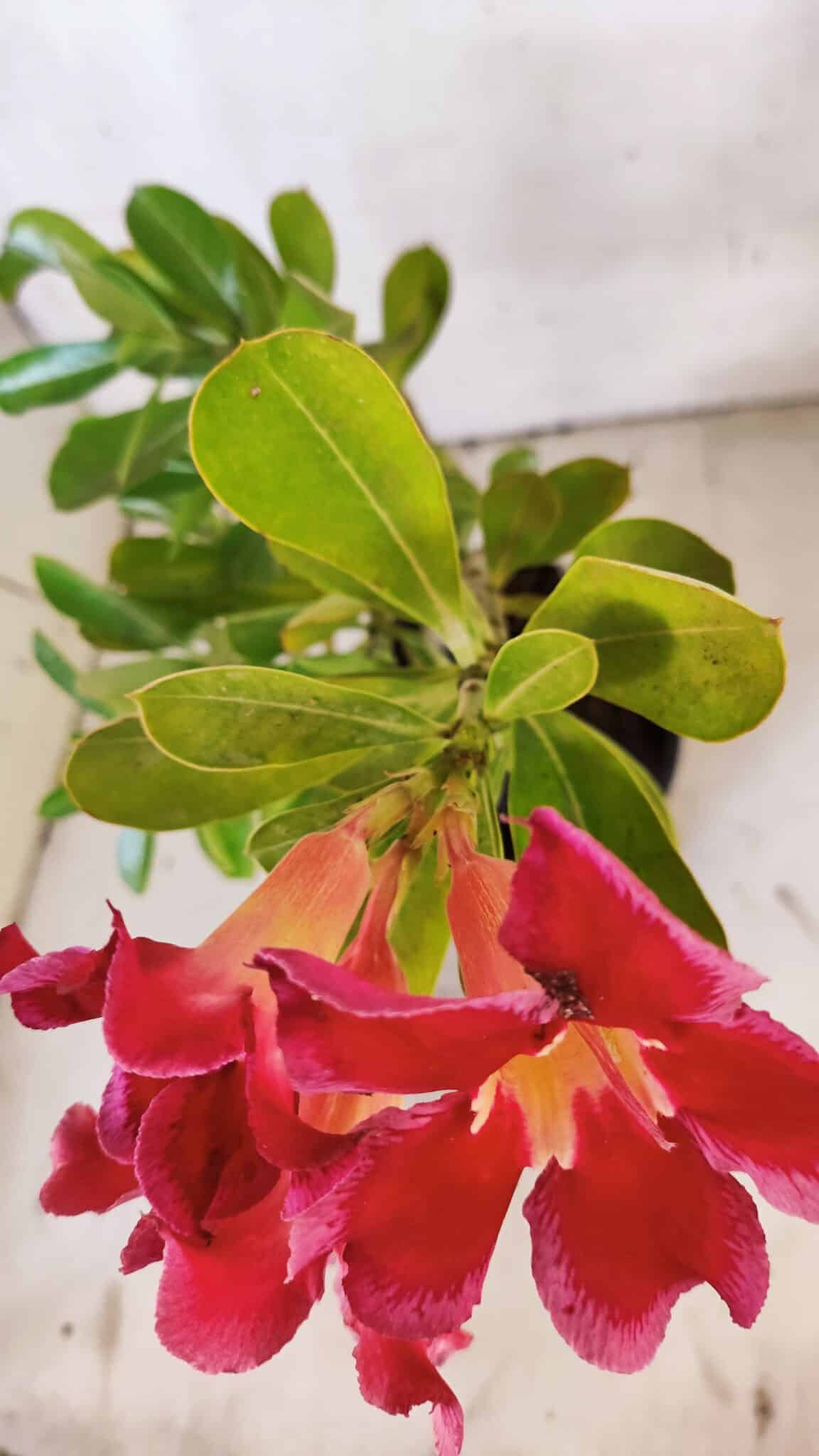 Planta Simples 2922 – 35cm – 03 anos