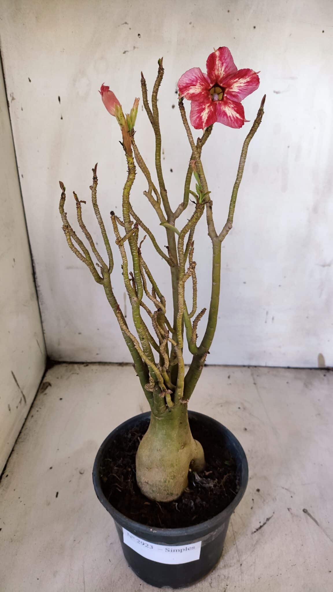 Planta Simples 2923 – 35cm – 03 anos