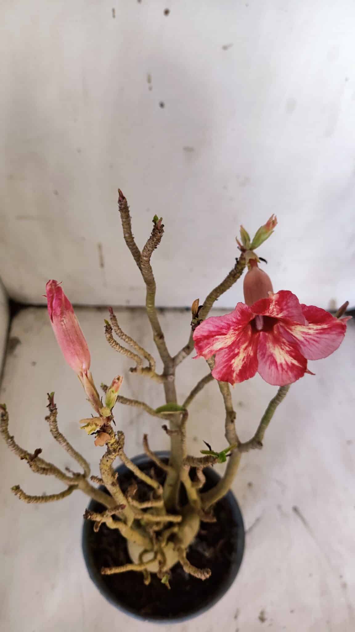 Planta Simples 2923 – 35cm – 03 anos
