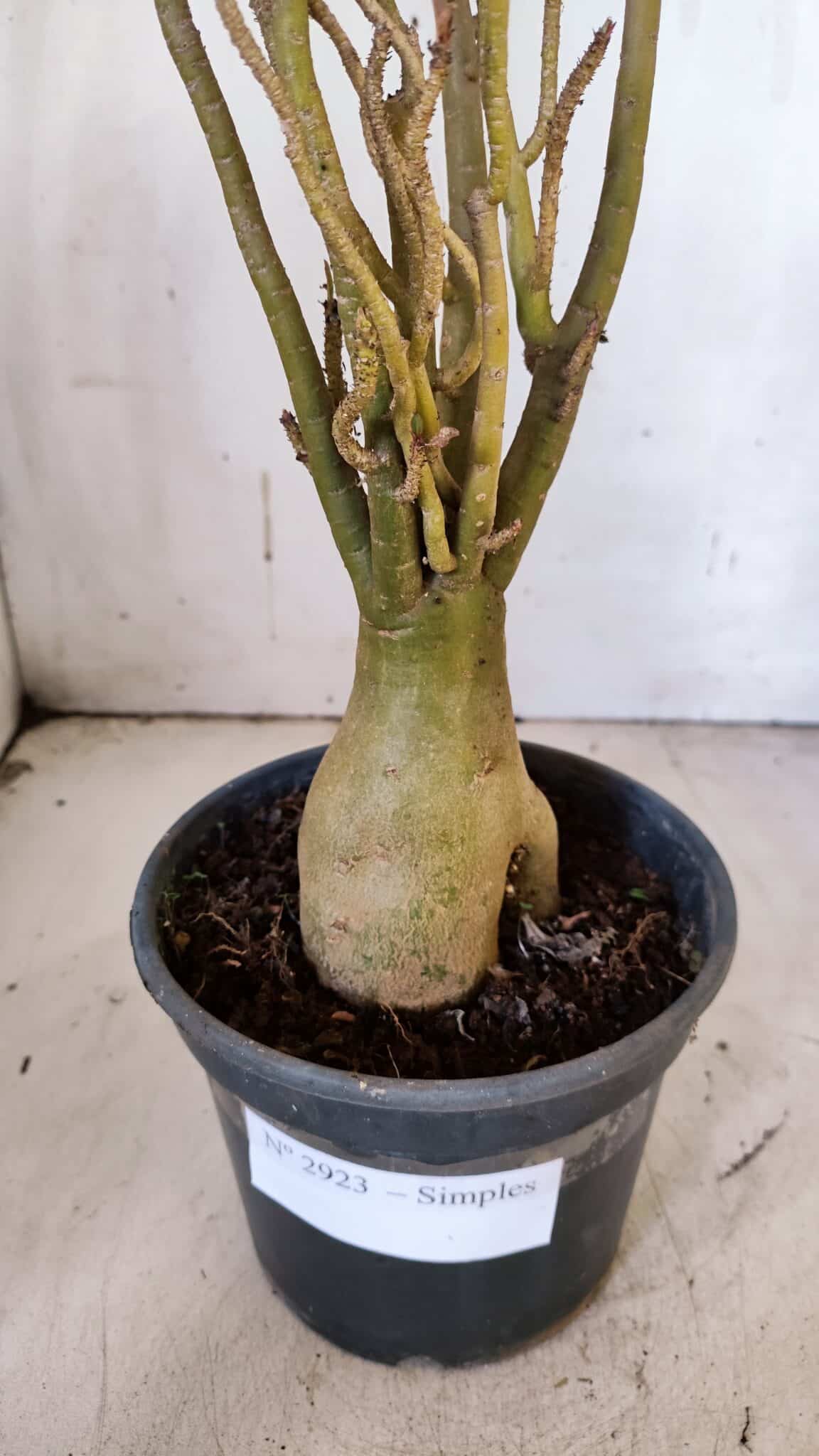Planta Simples 2923 – 35cm – 03 anos