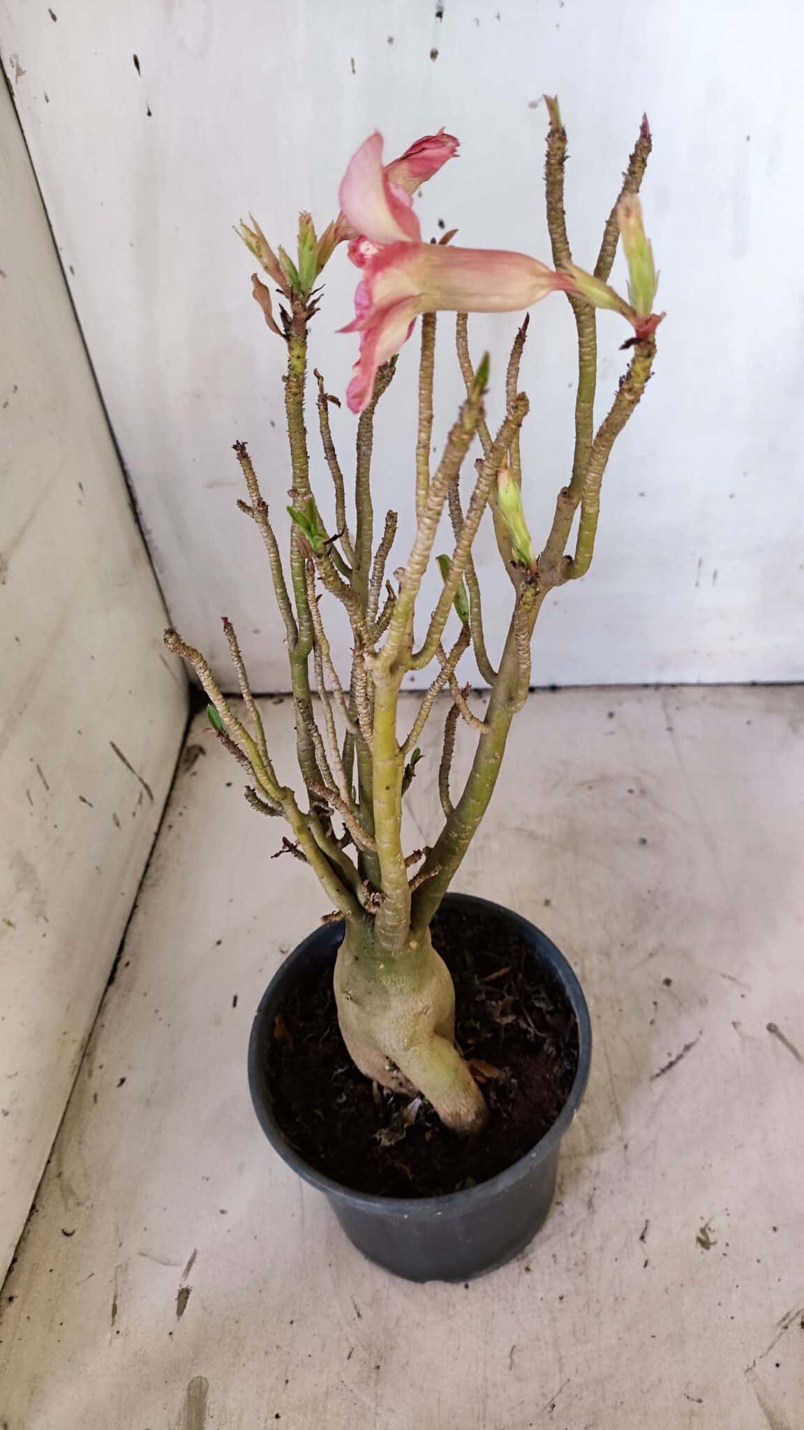 Planta Simples 2923 – 35cm – 03 anos
