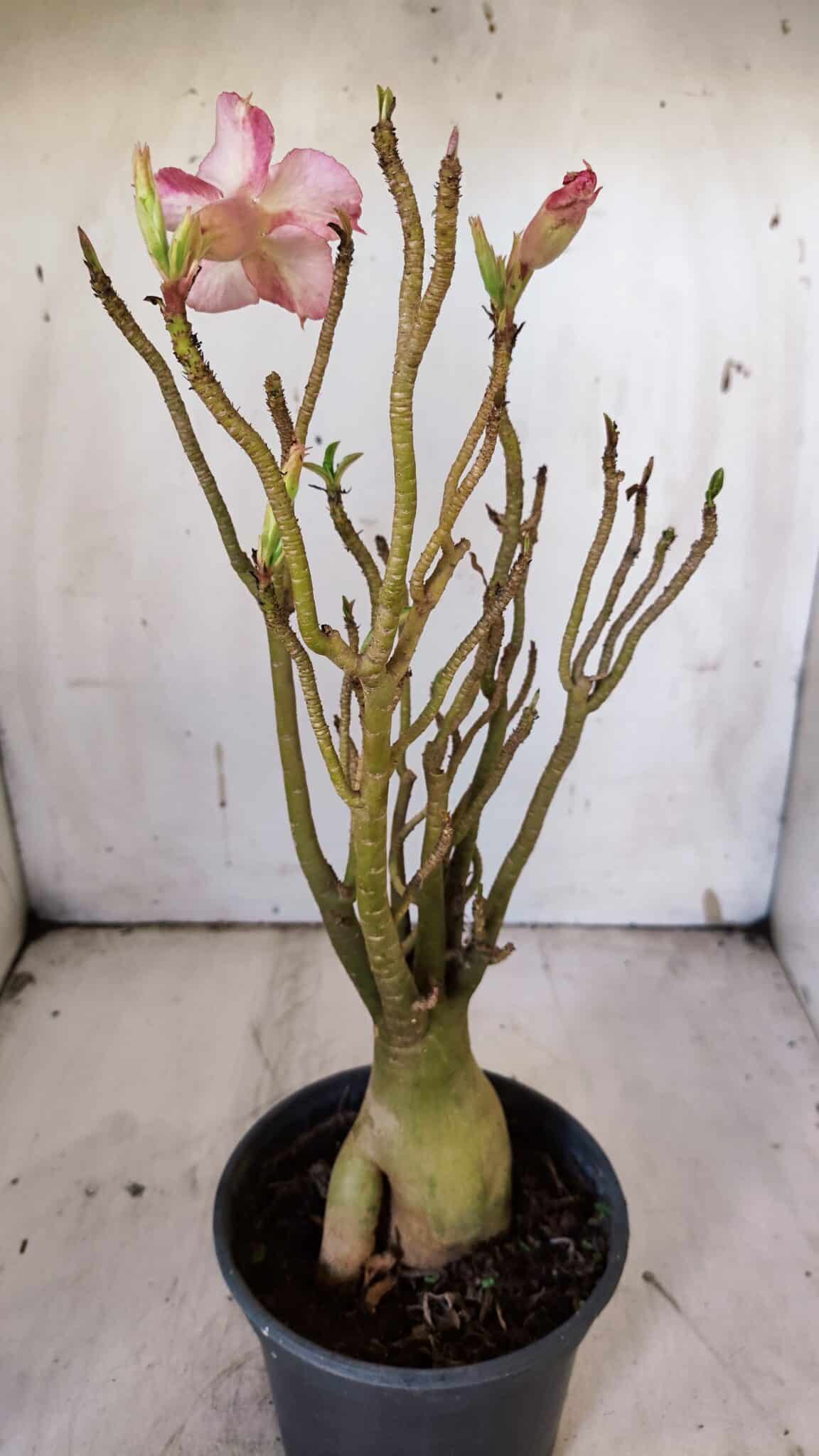 Planta Simples 2923 – 35cm – 03 anos
