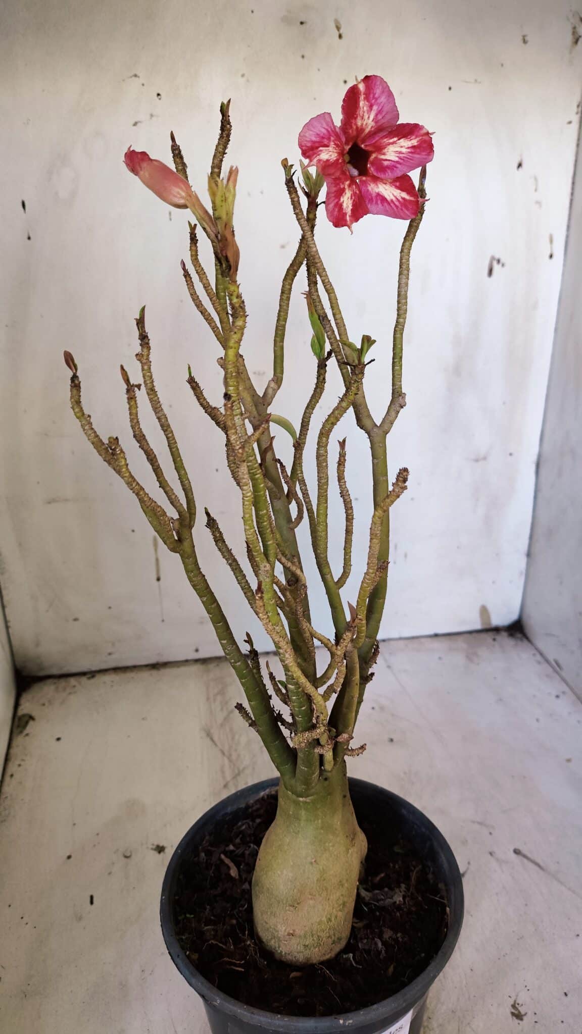 Planta Simples 2923 – 35cm – 03 anos